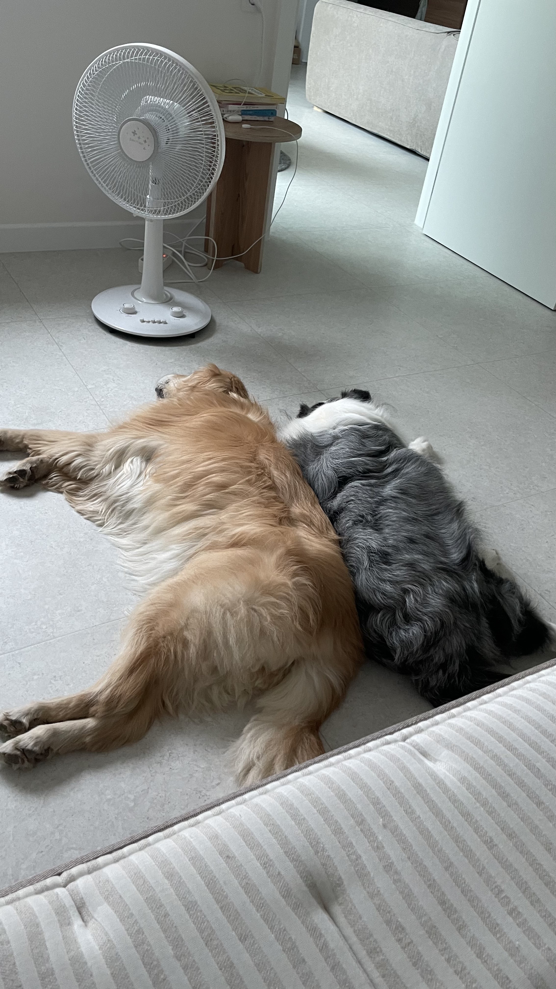 고양시불법번식장구조견 장수(니콜)는 아주 잘지내고있어요 : )