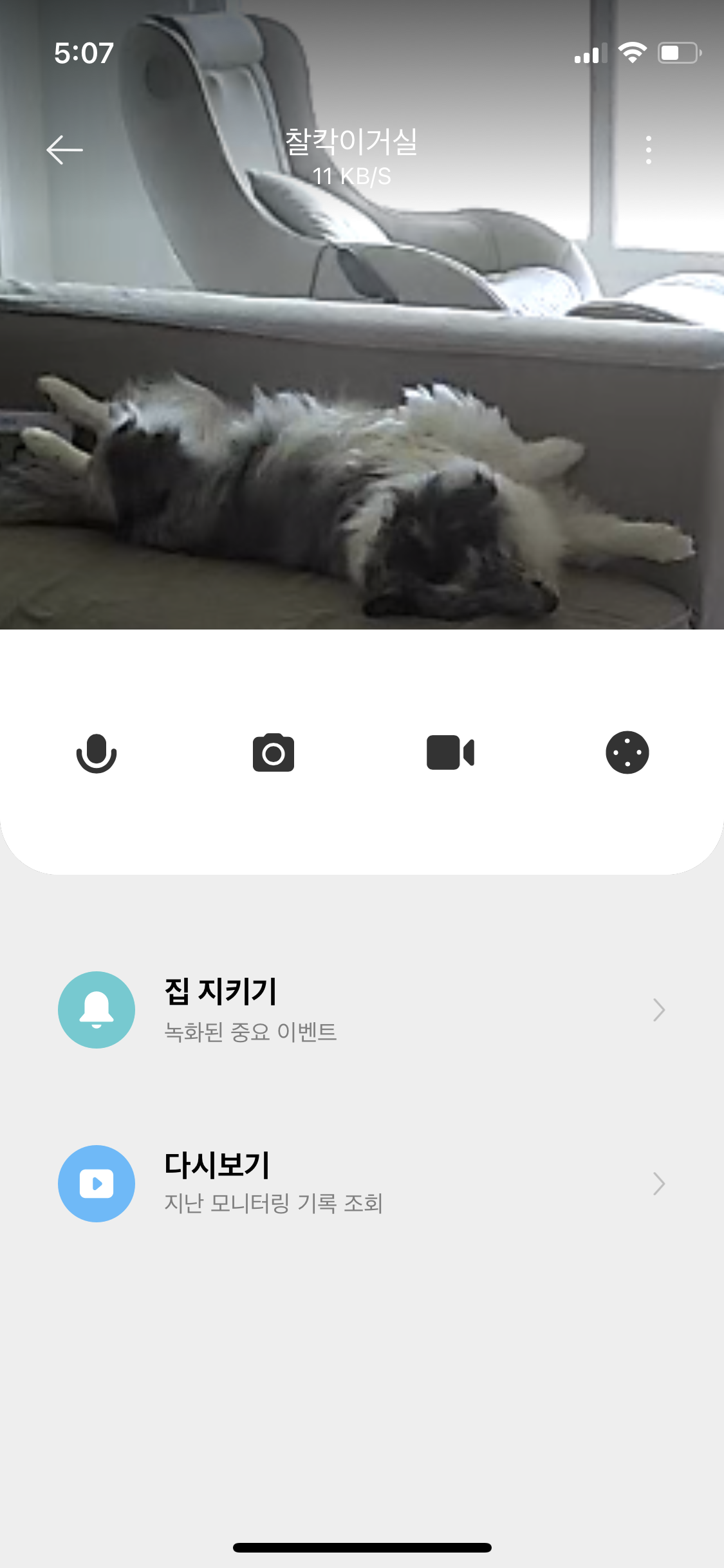 고양시불법번식장구조견 장수(니콜)는 아주 잘지내고있어요 : )