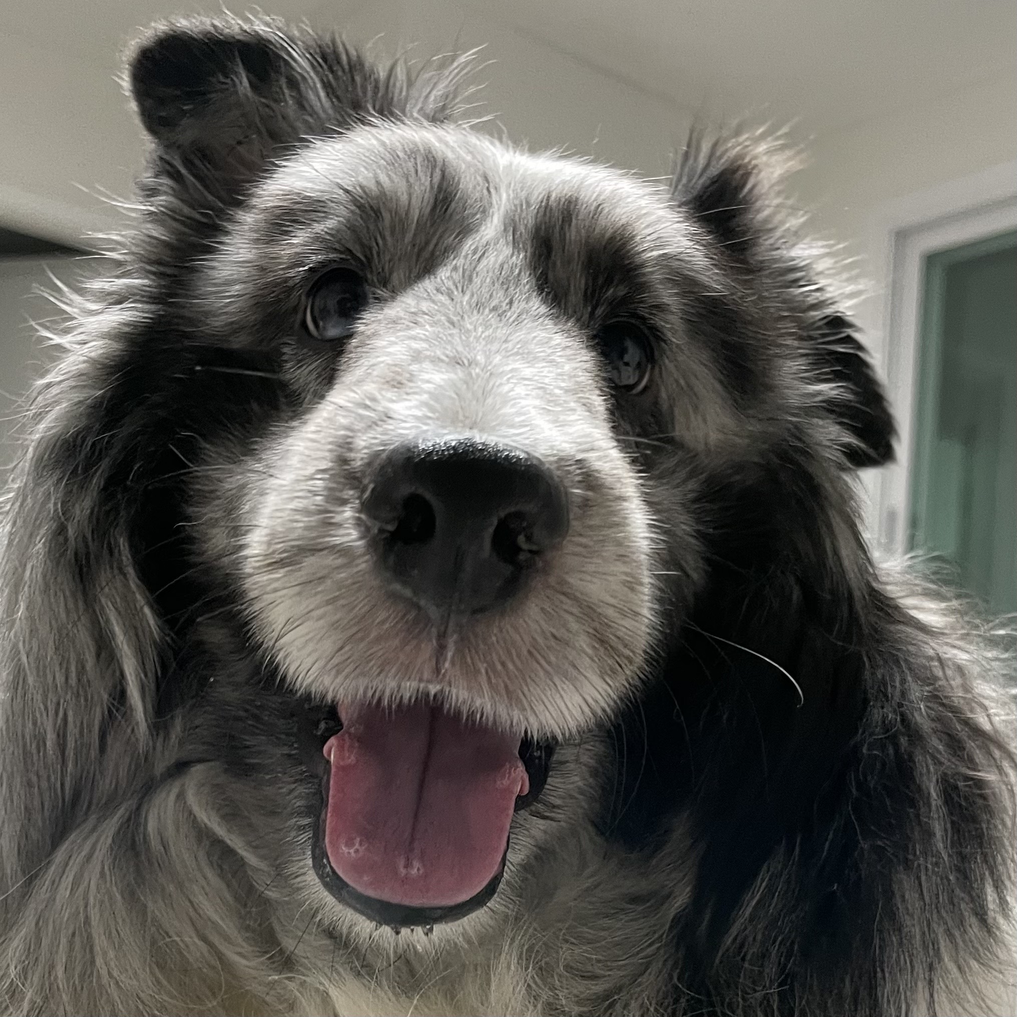 고양시불법번식장구조견 장수(니콜)는 아주 잘지내고있어요 : )