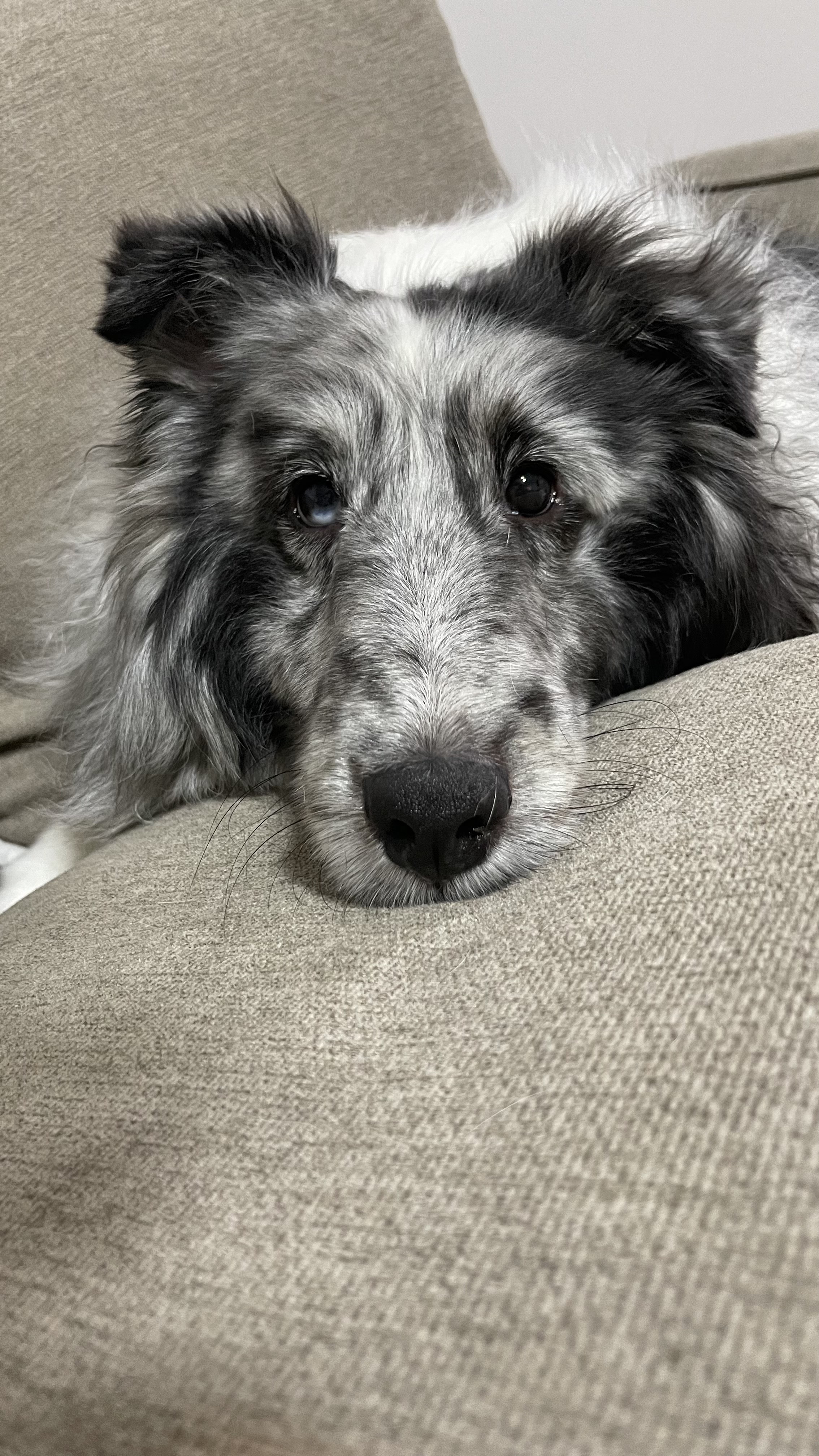 고양시불법번식장구조견 장수(니콜)는 아주 잘지내고있어요 : )