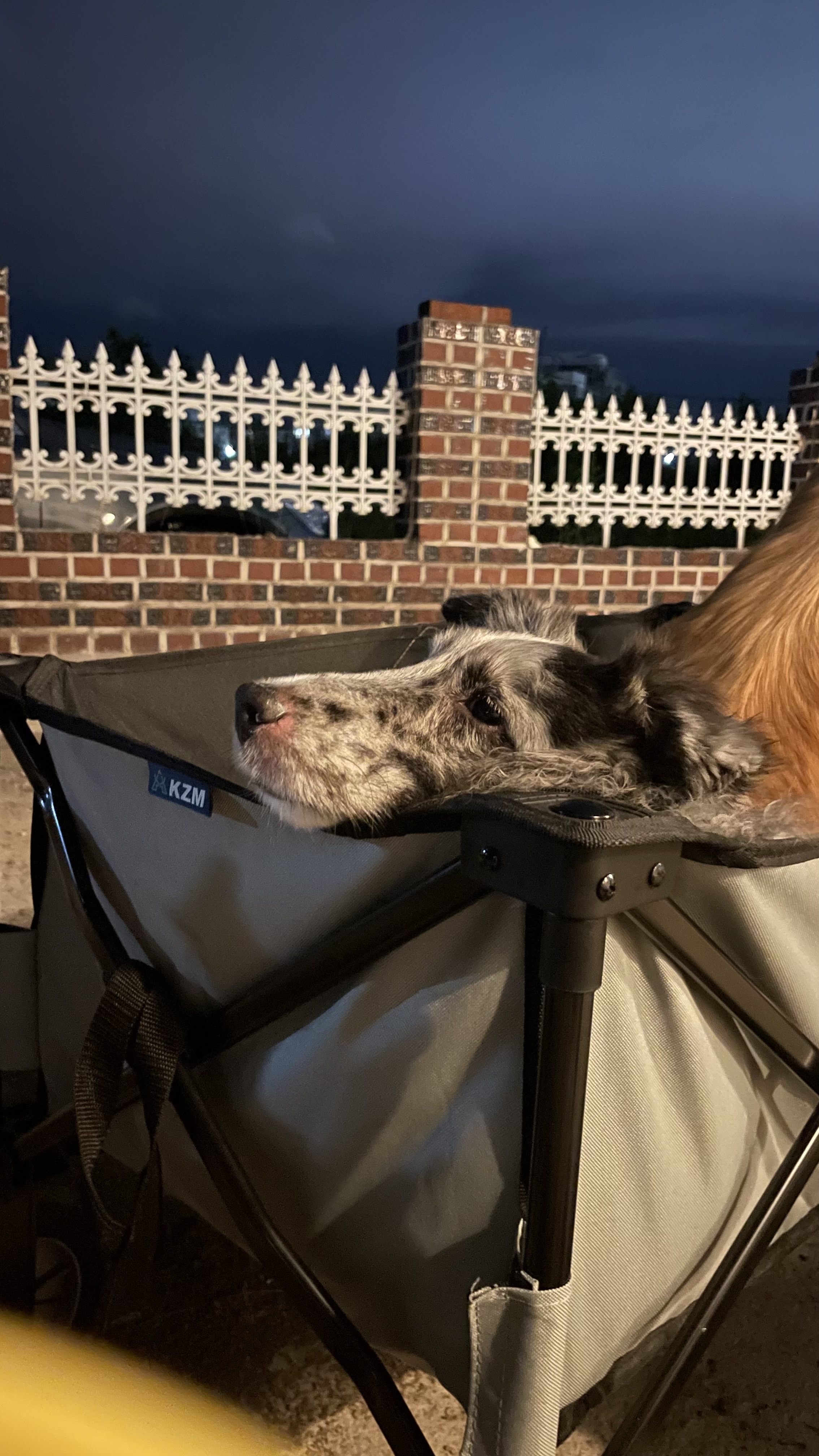 고양시불법번식장구조견 장수(니콜)는 아주 잘지내고있어요 : )