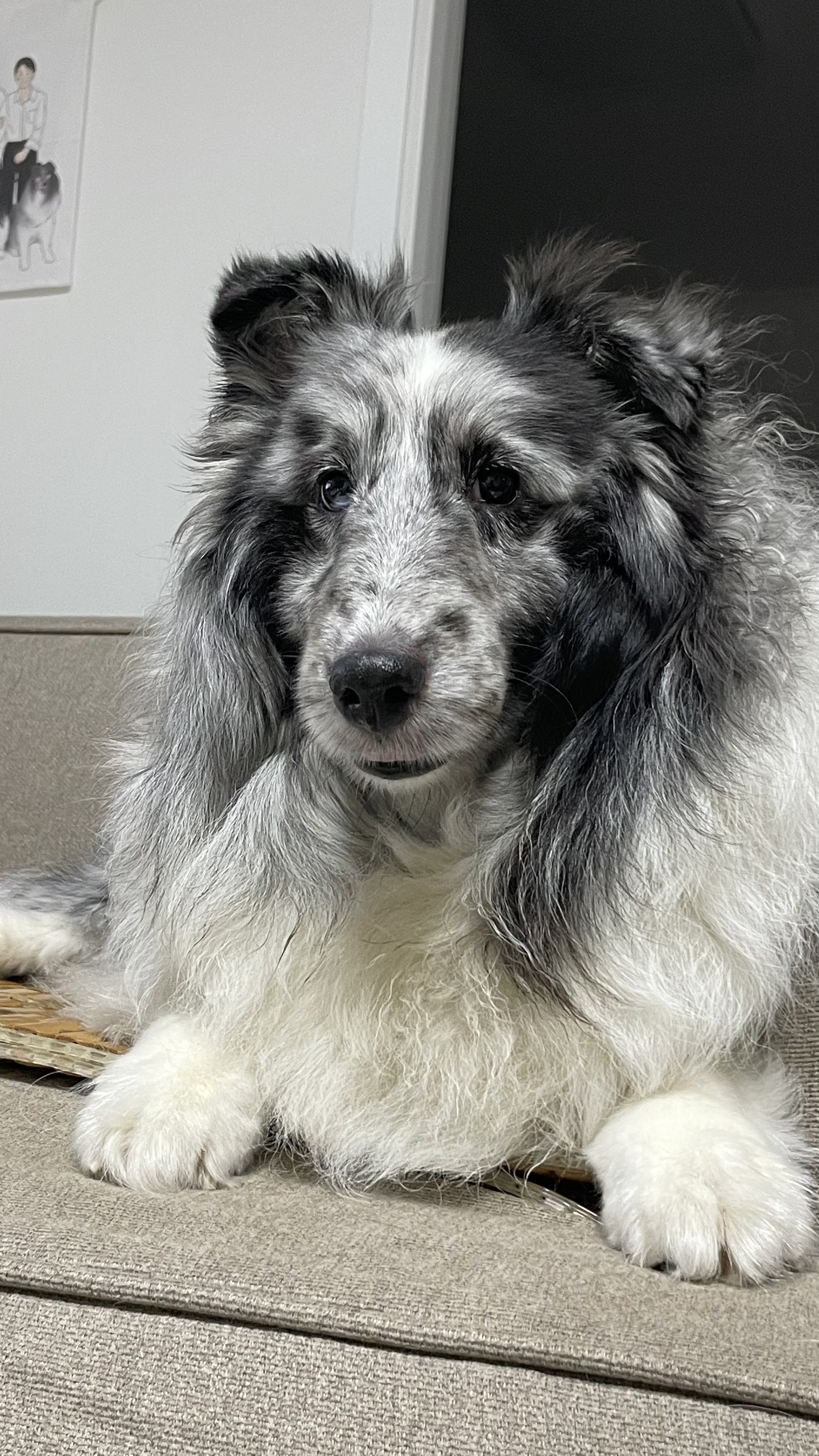 고양시불법번식장구조견 장수(니콜)는 아주 잘지내고있어요 : )