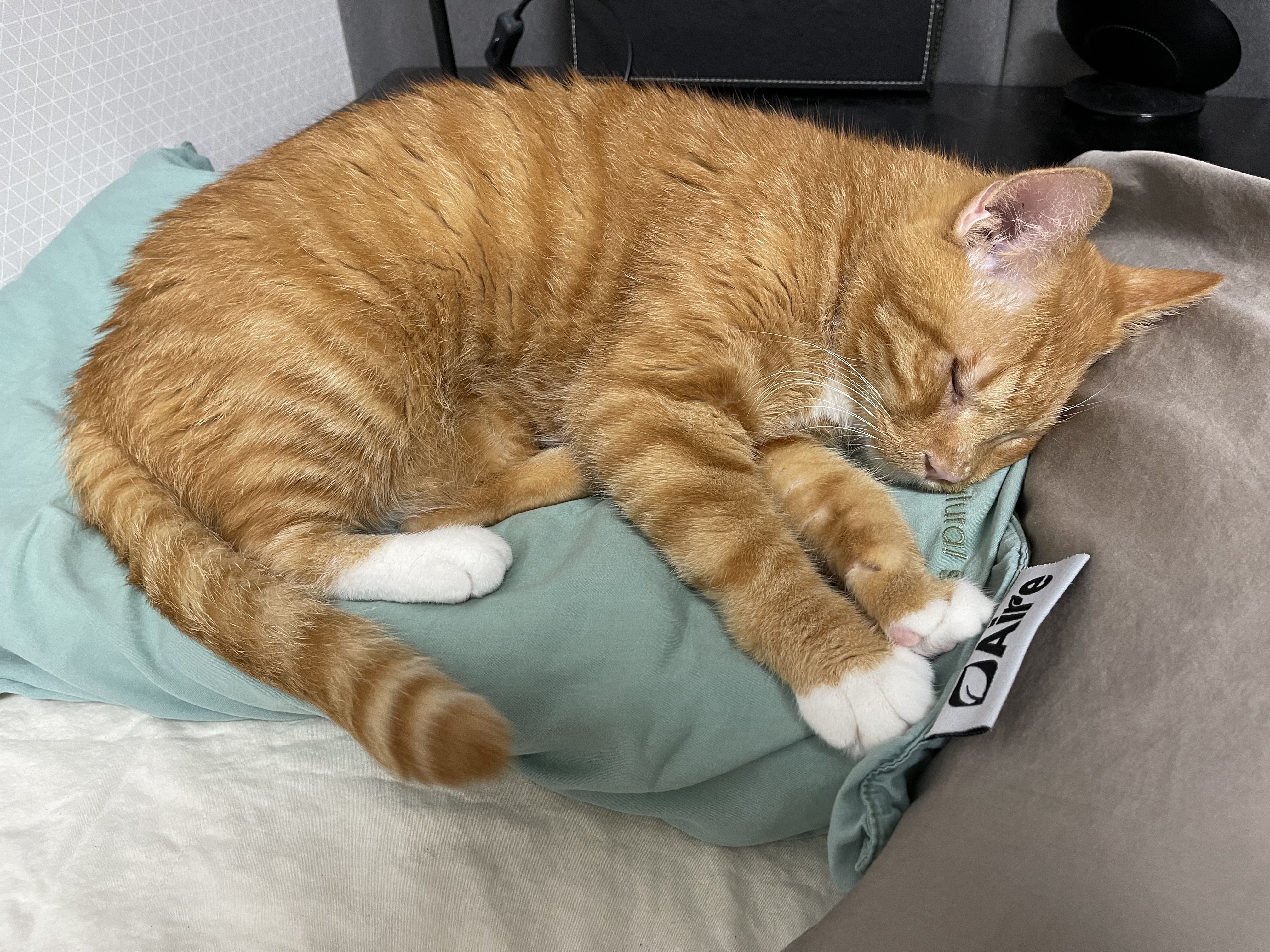 사랑스런 삐용이와의 한달후기