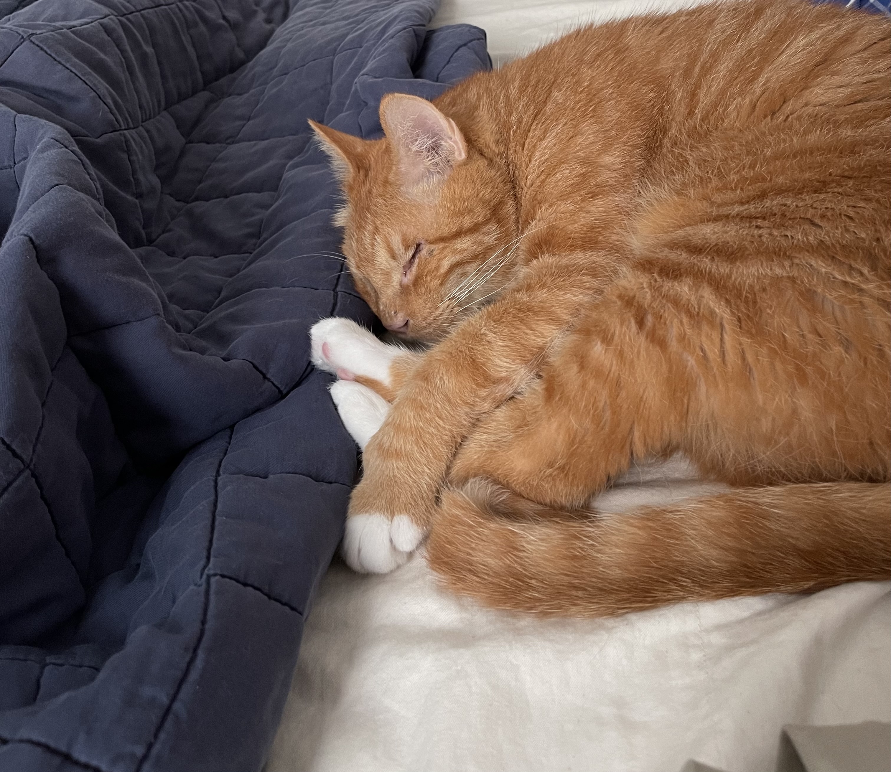 사랑스런 삐용이와의 한달후기