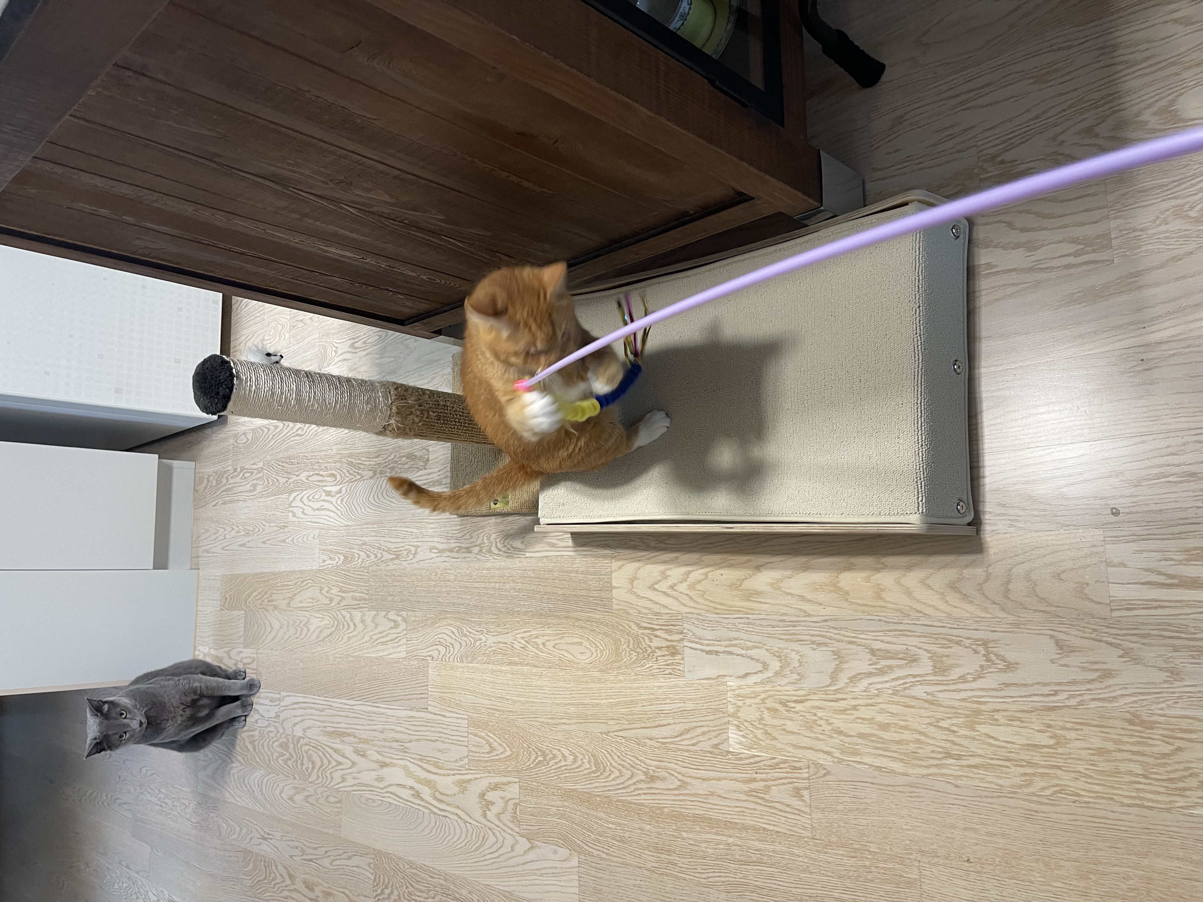 사랑스런 삐용이와의 한달후기