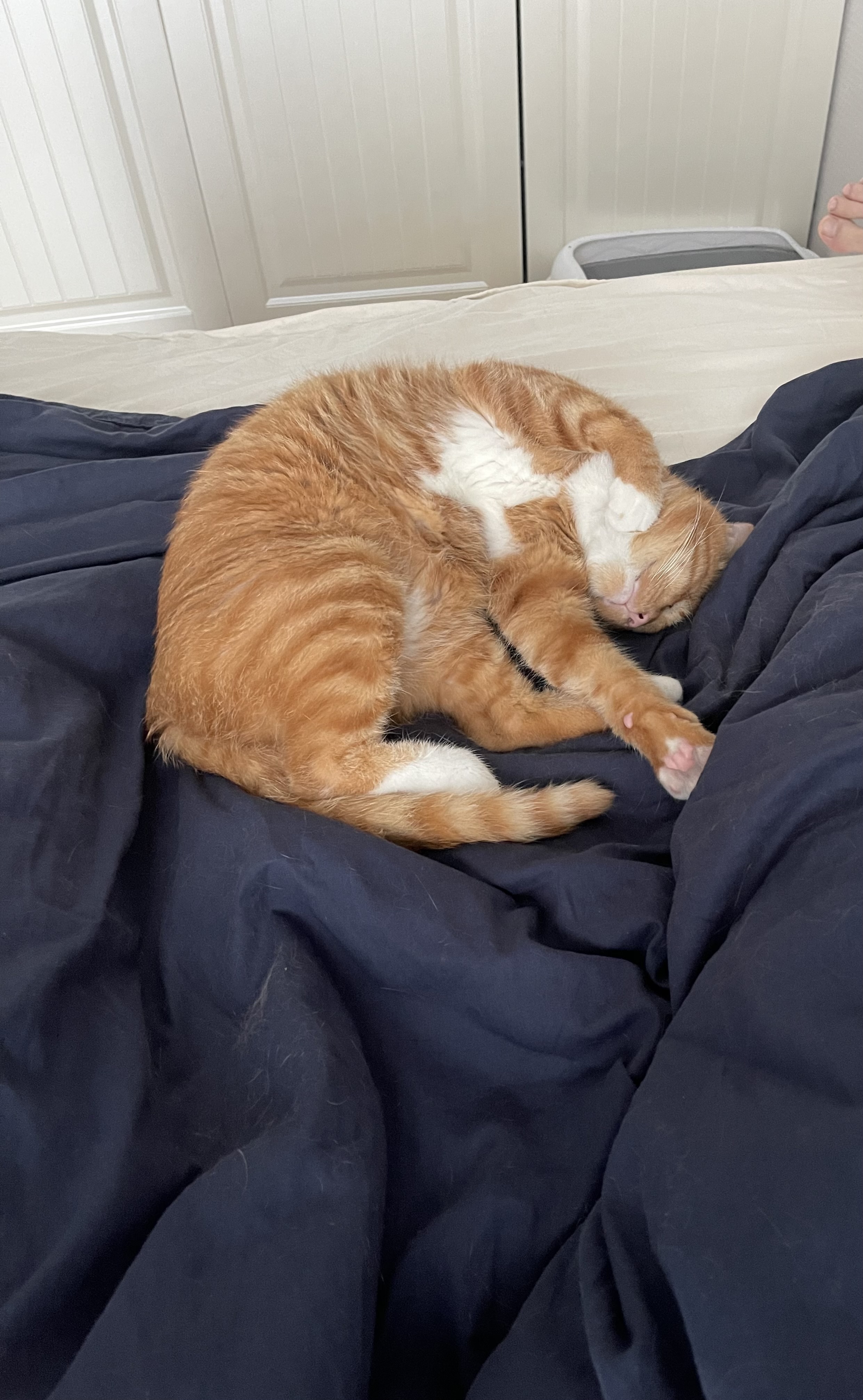 사랑스런 삐용이와의 한달후기