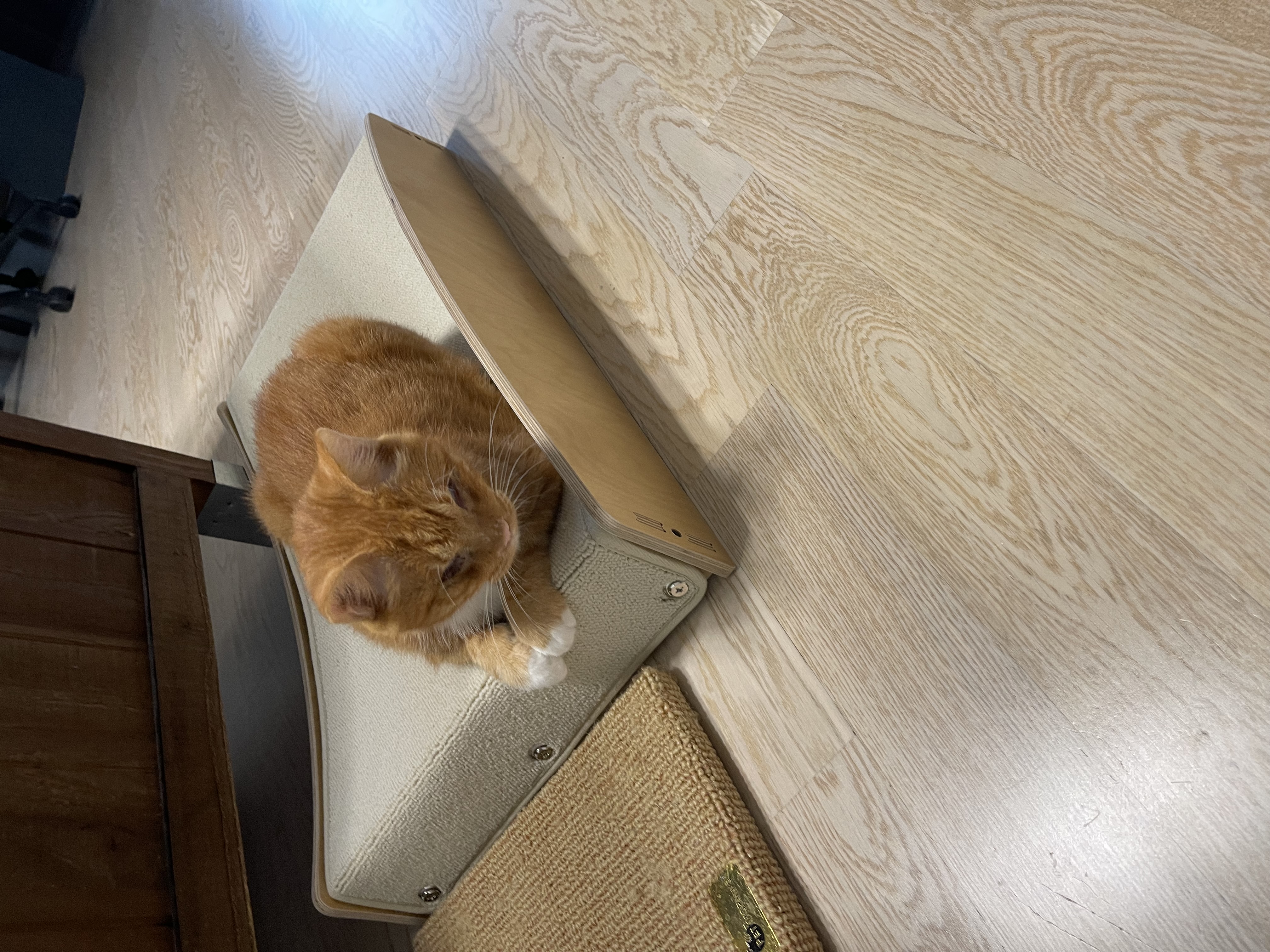 사랑스런 삐용이와의 한달후기