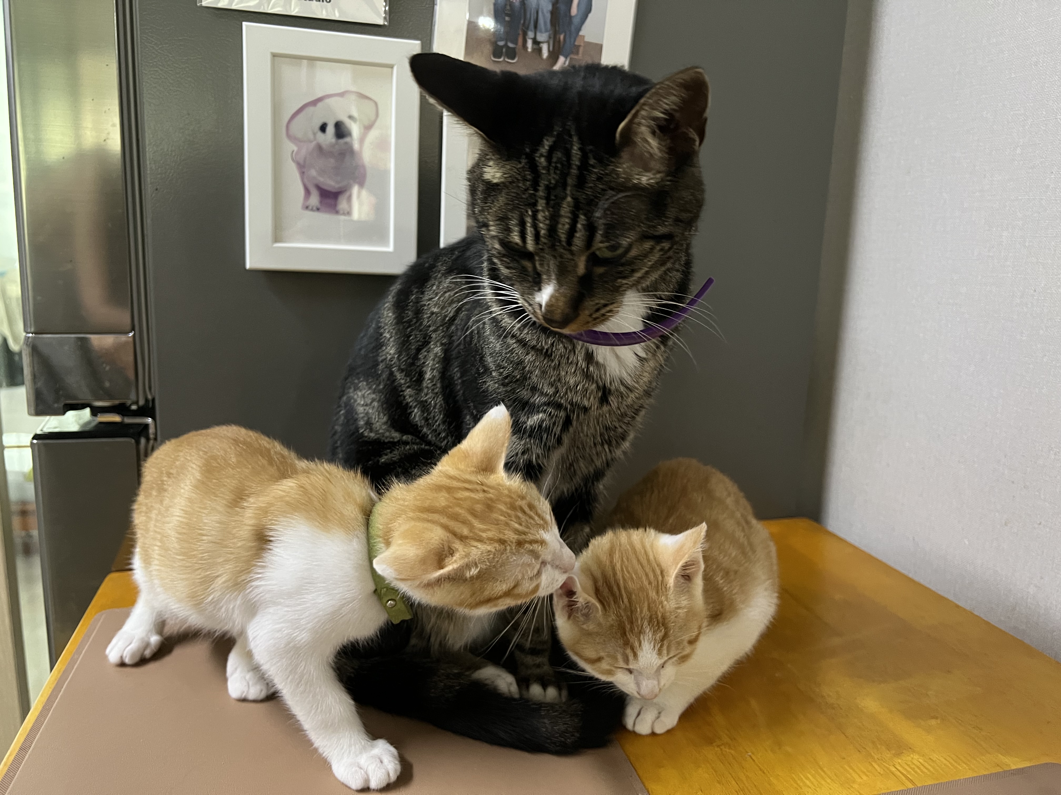 지구 뿌시러온 바니&차니 2주차