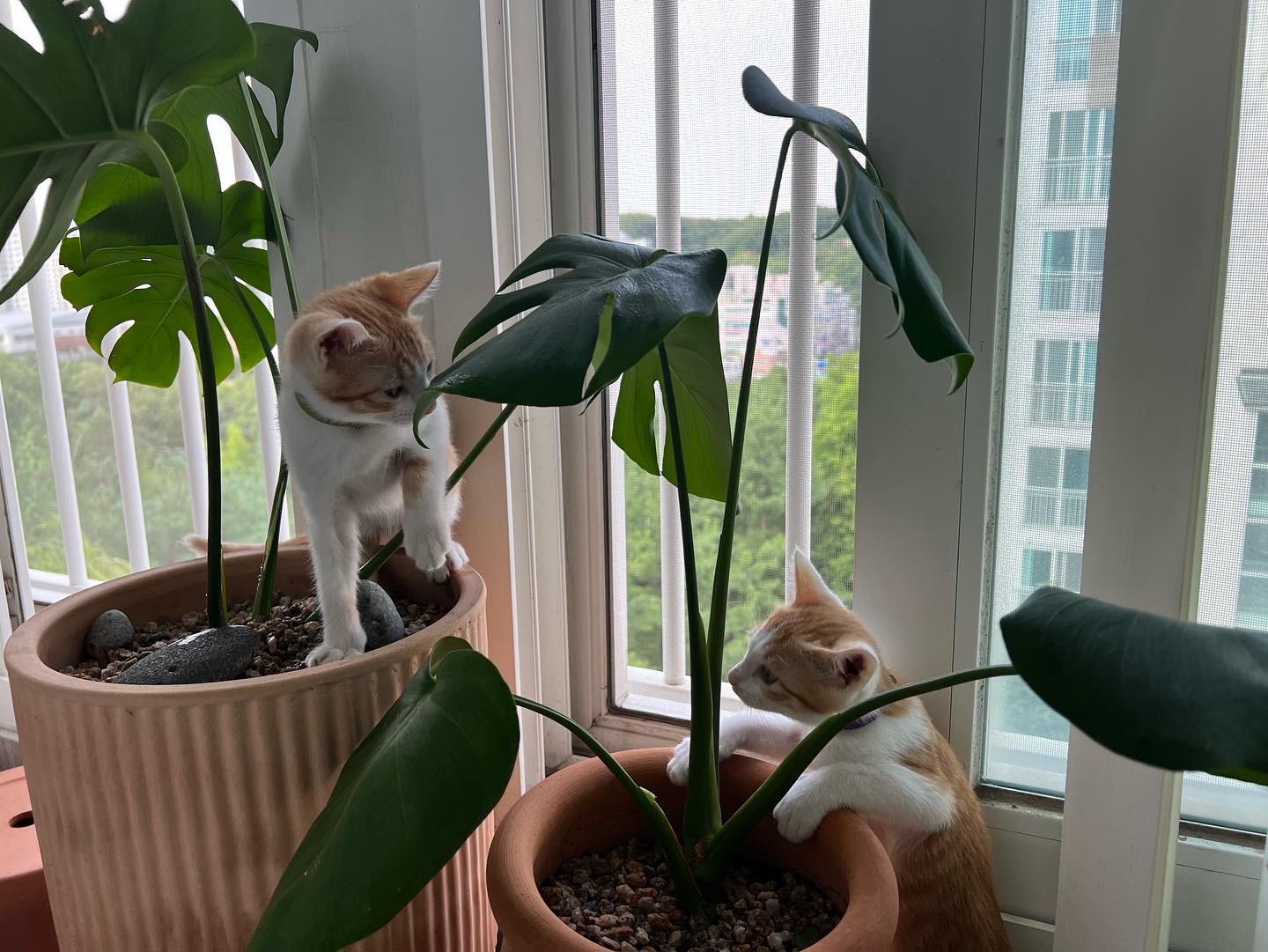 지구 뿌시러온 바니&차니 2주차