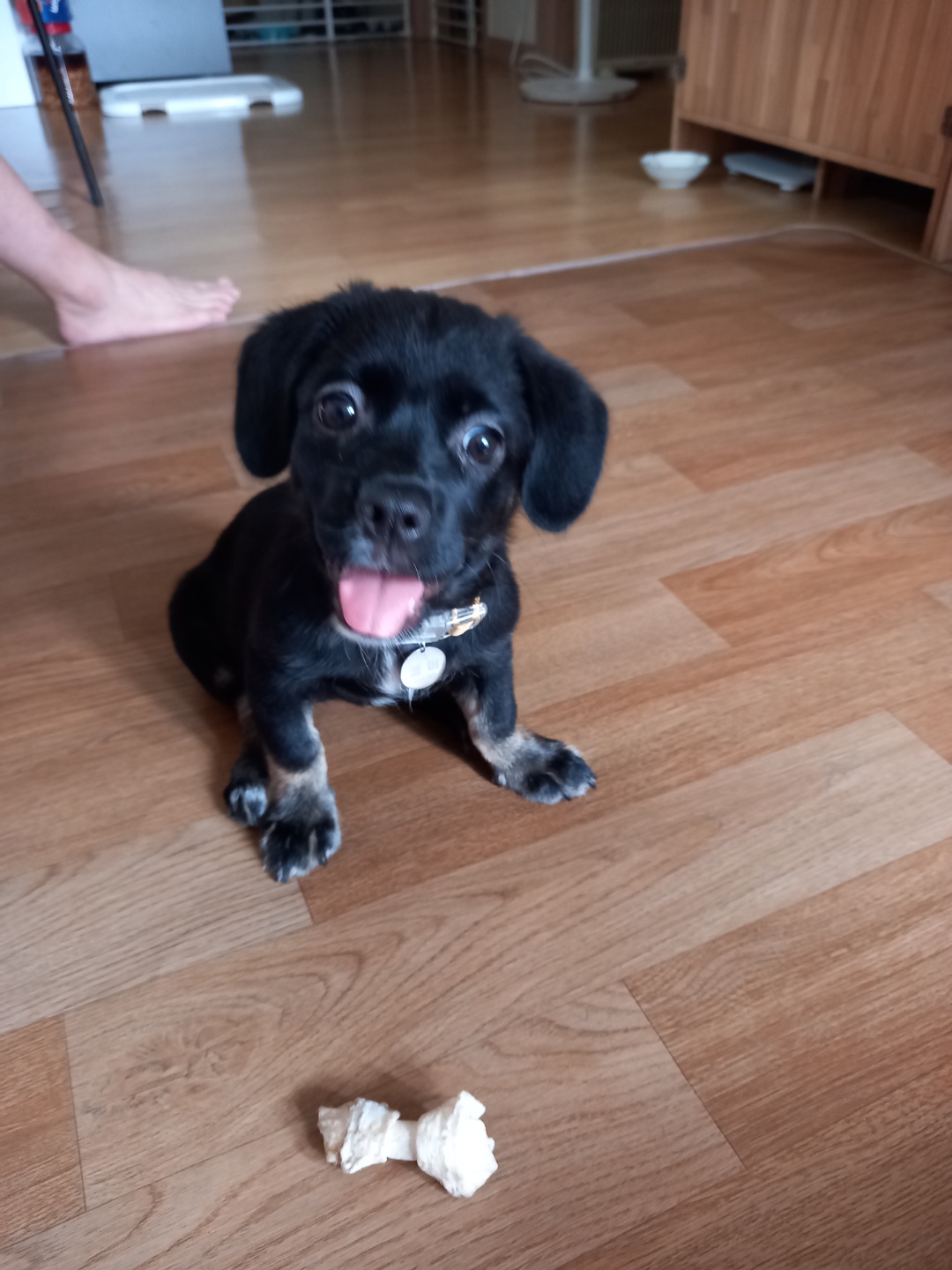 쫑이(무양이) 1개월 적응기