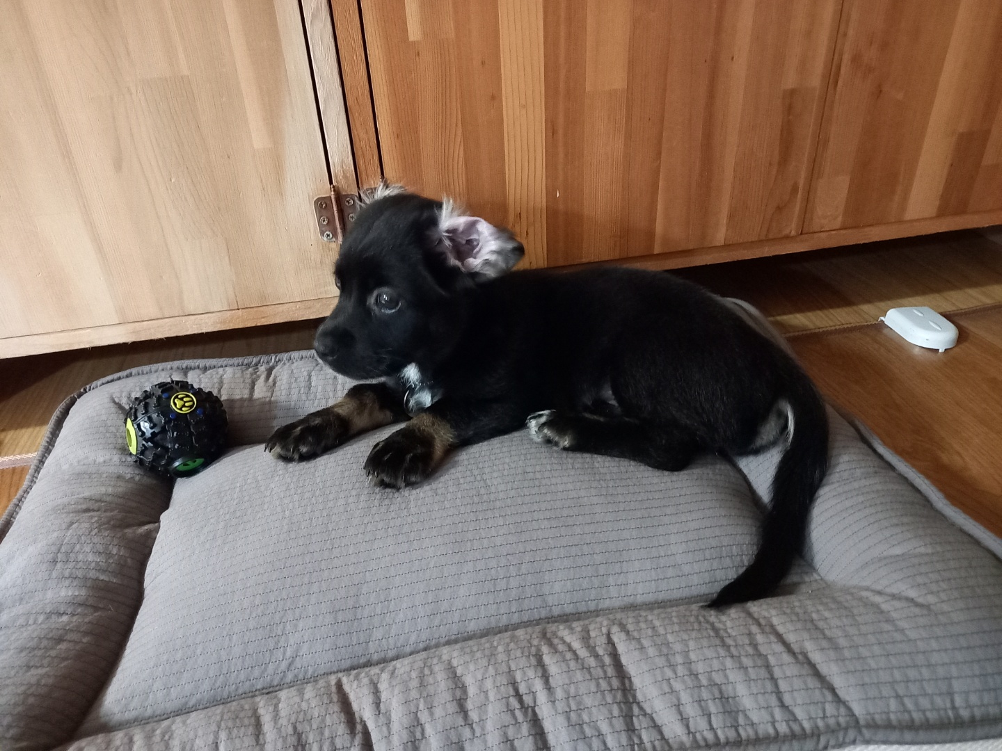 쫑이(무양이) 1개월 적응기