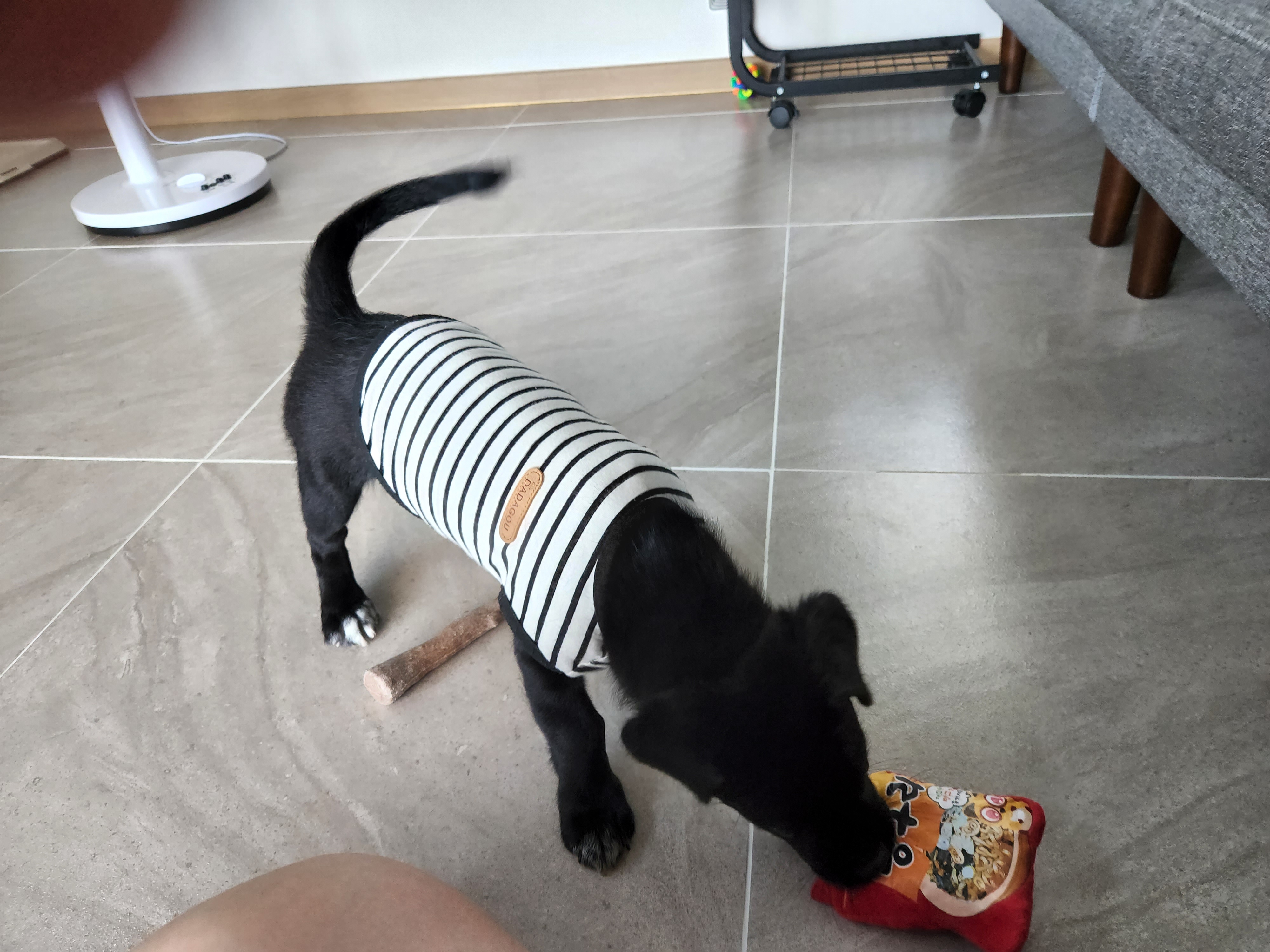 까미(반양이) 한달 후기요