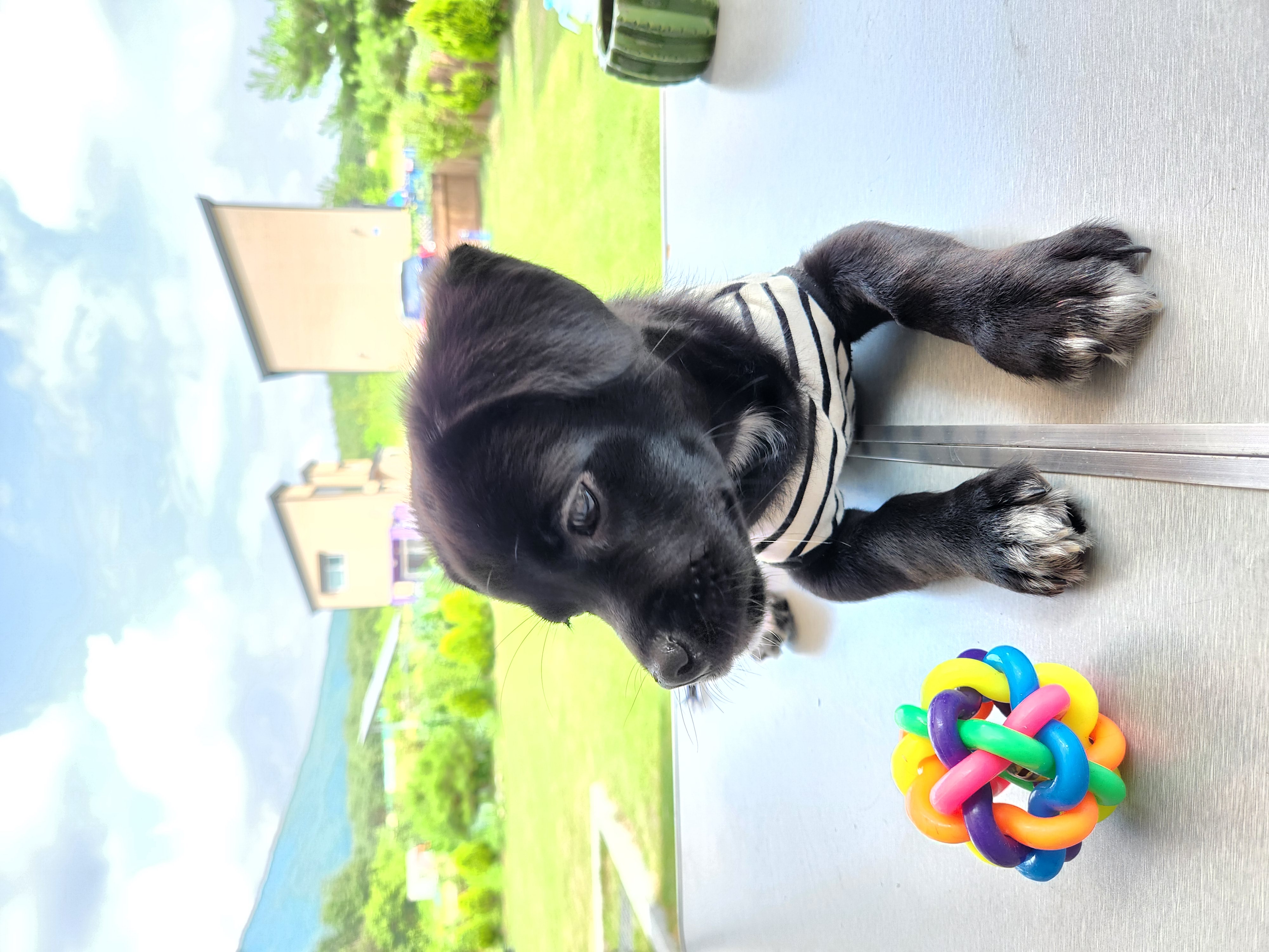 까미(반양이) 한달 후기요