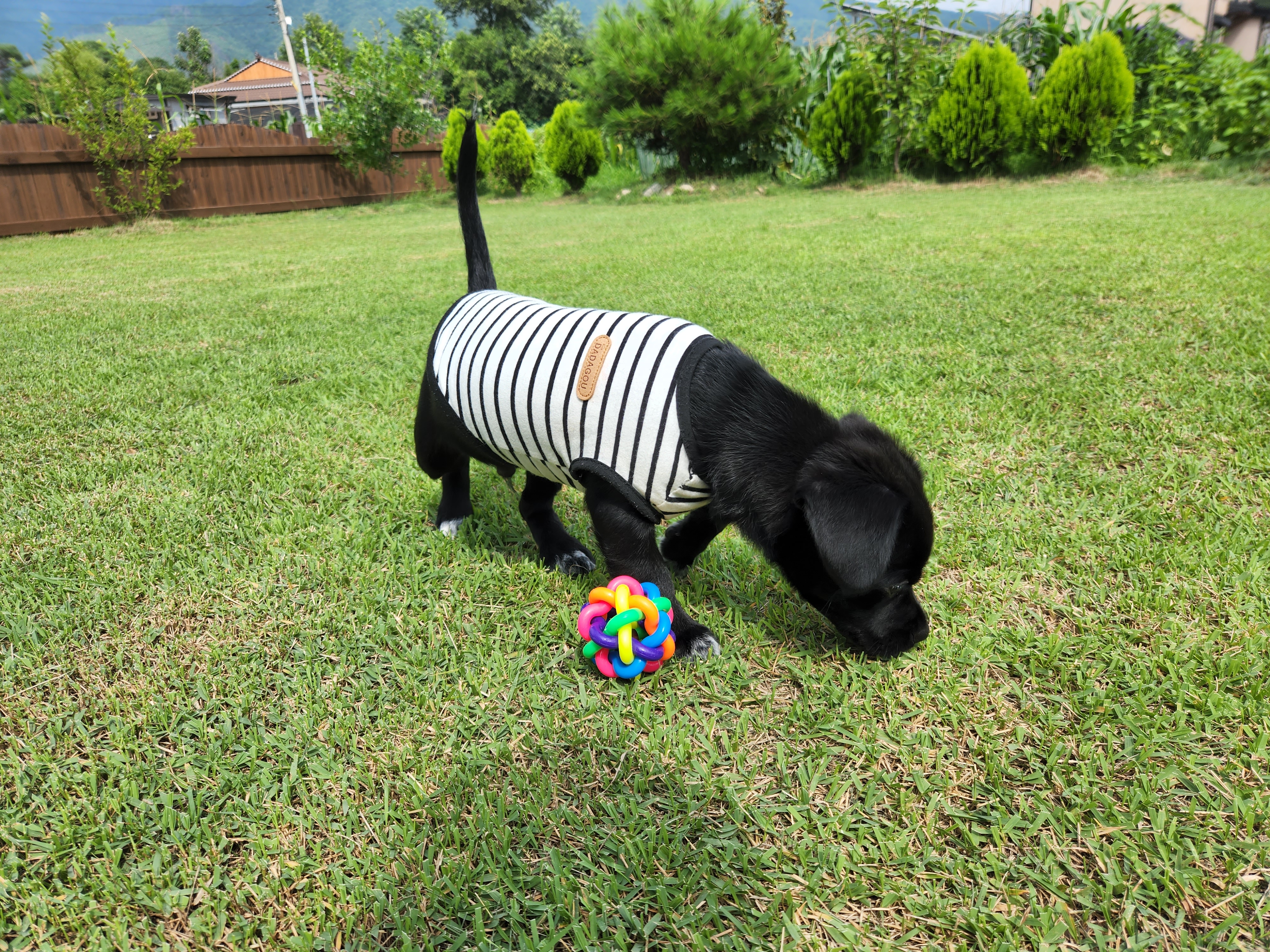 까미(반양이) 한달 후기요