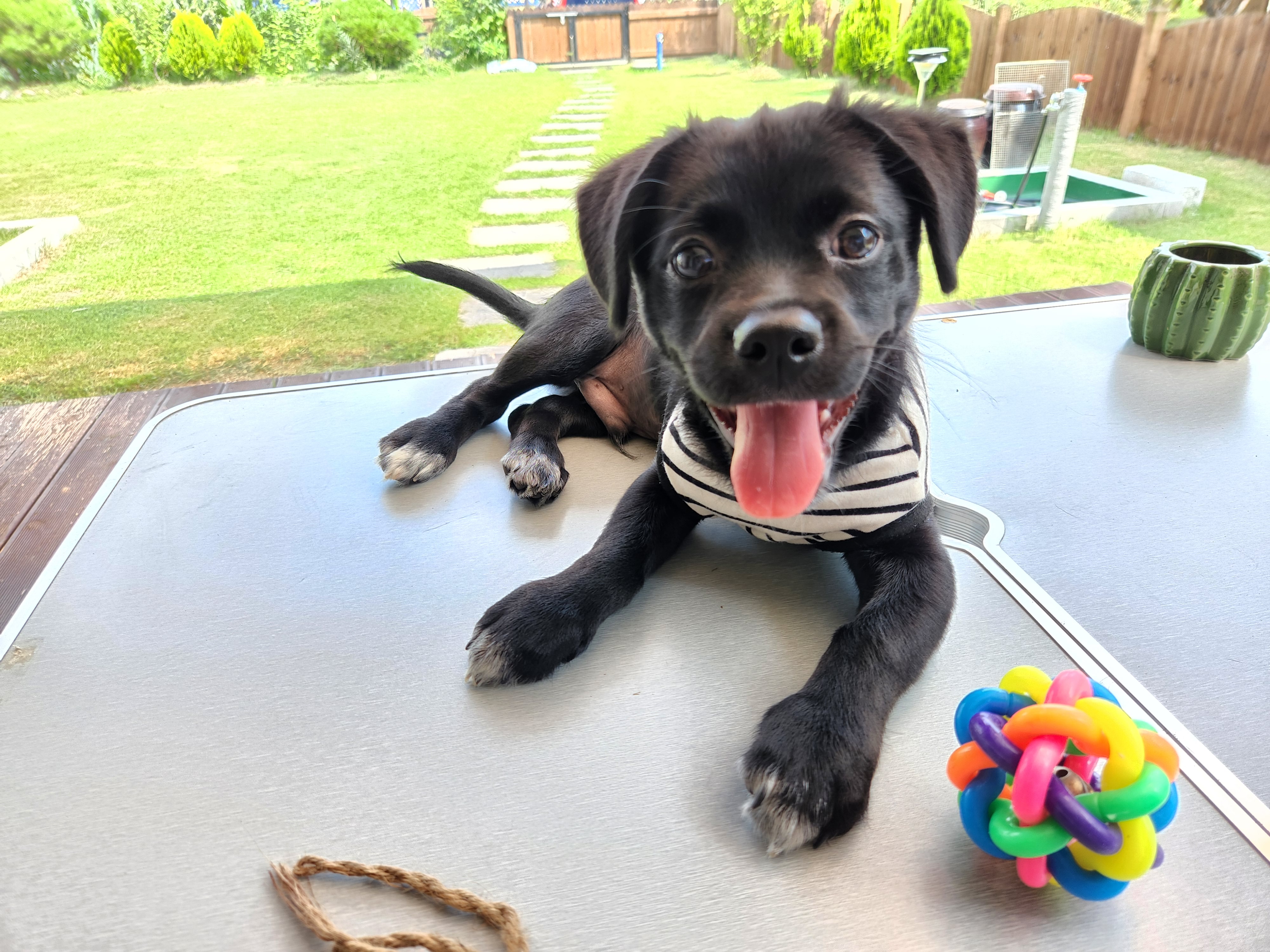 까미(반양이) 한달 후기요