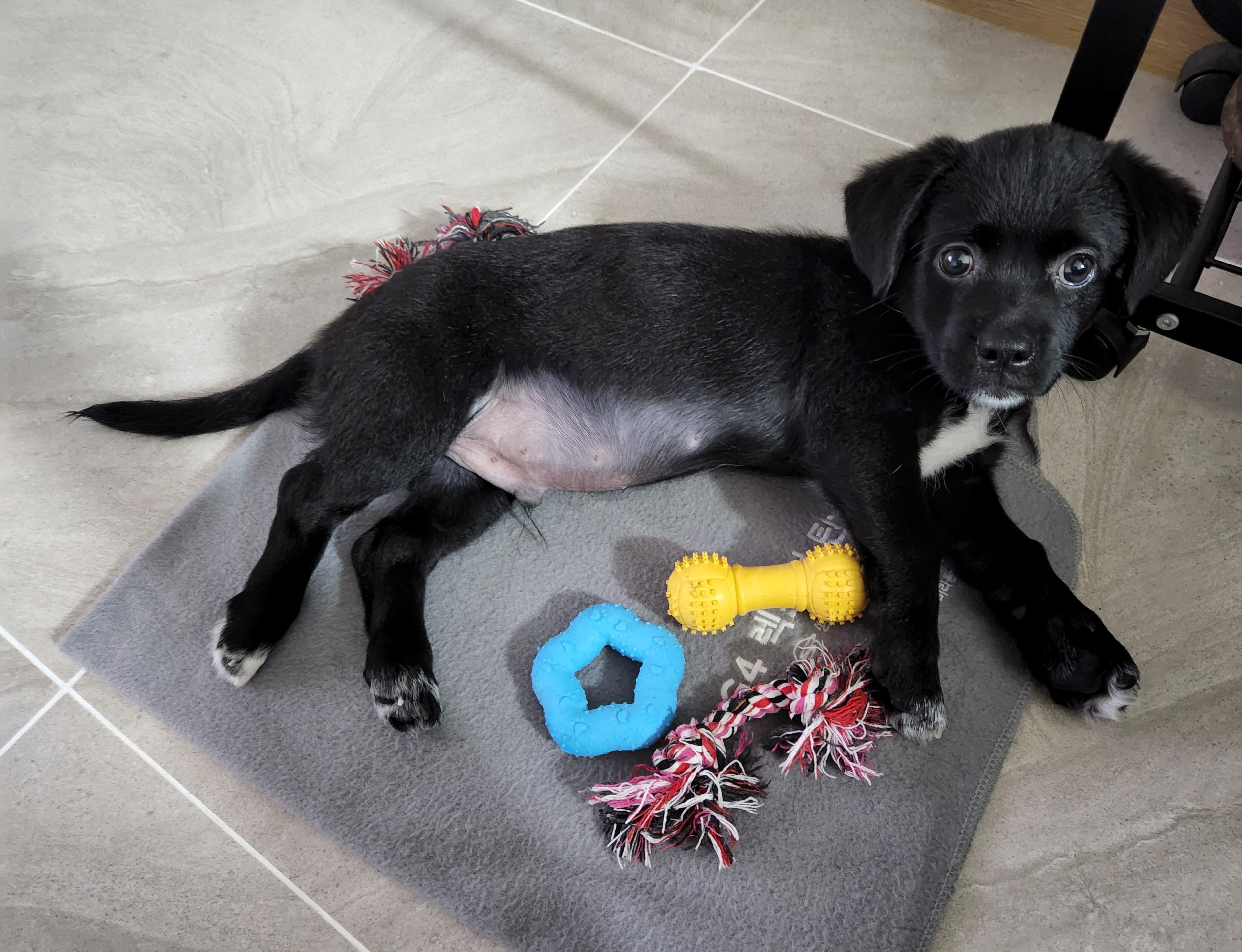 까미(반양이) 한달 후기요