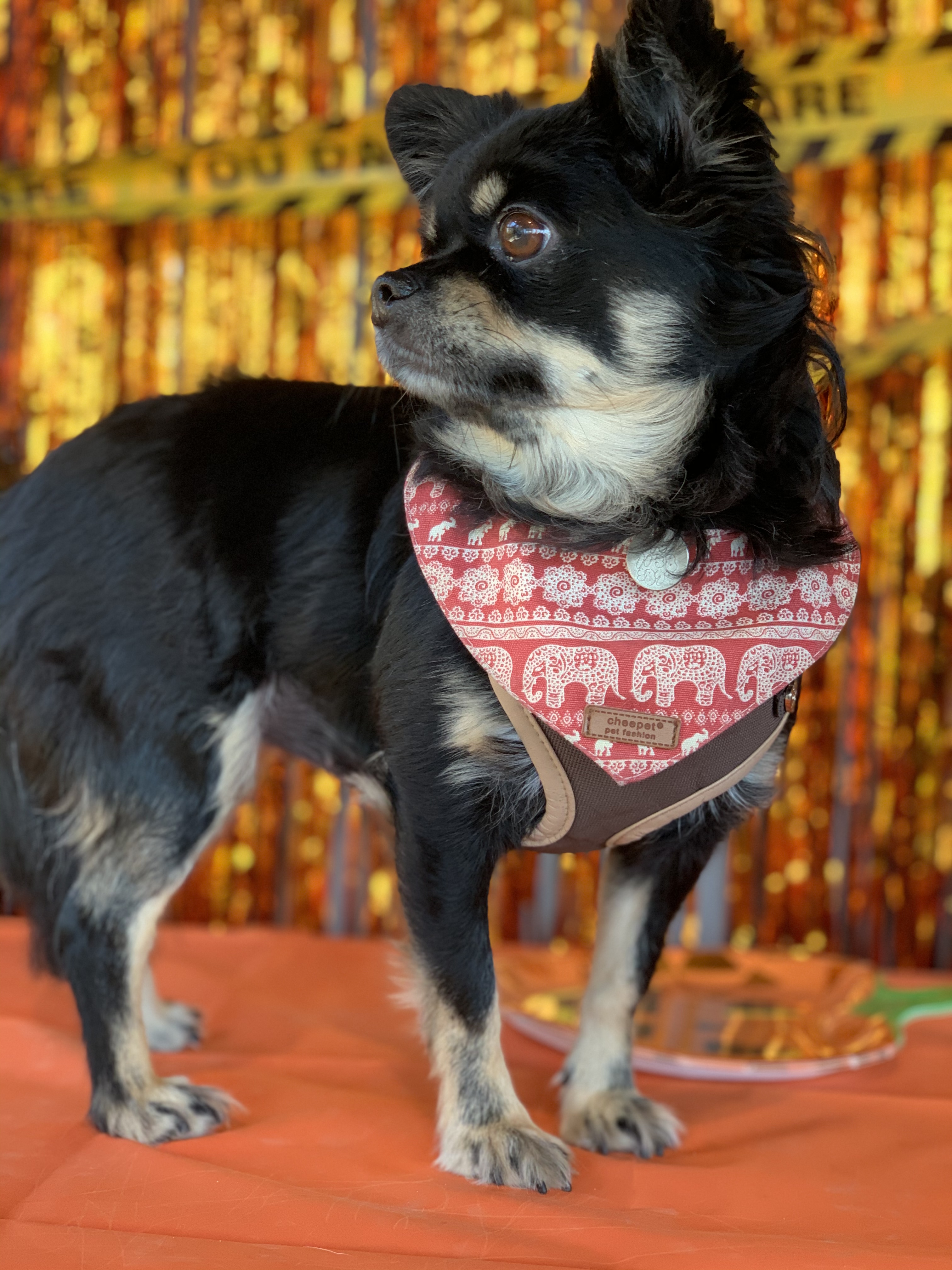 평택에서 구조된 유기견(장모치와와) 모임 사진을 올려드립니다.