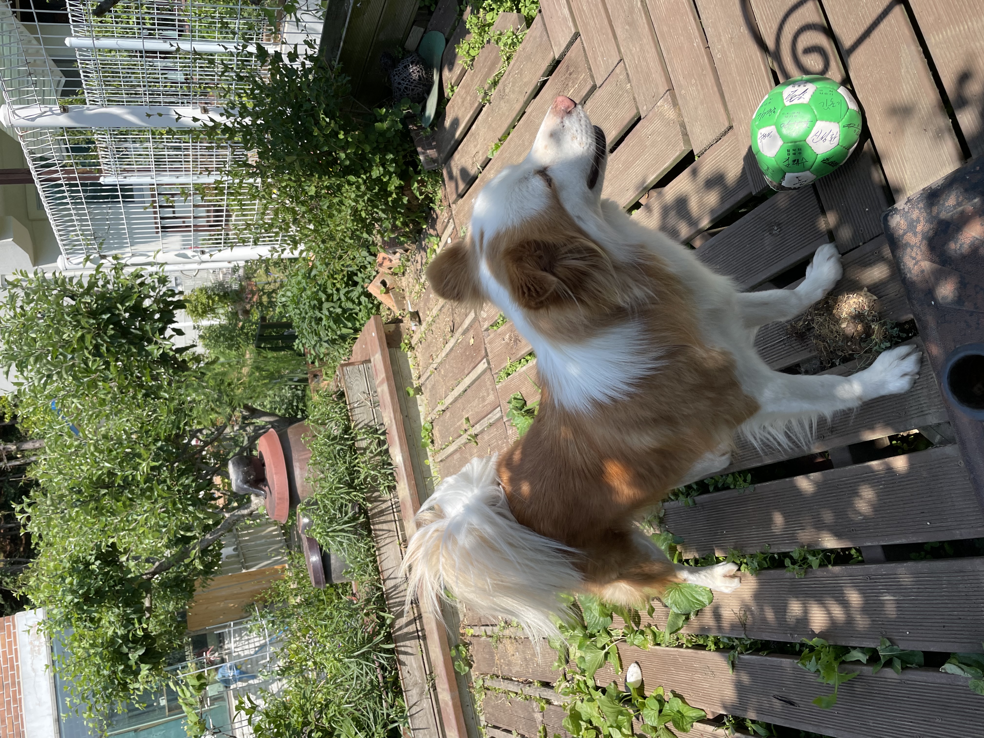 룽지가 가족이 된지 일년이 되었습니다