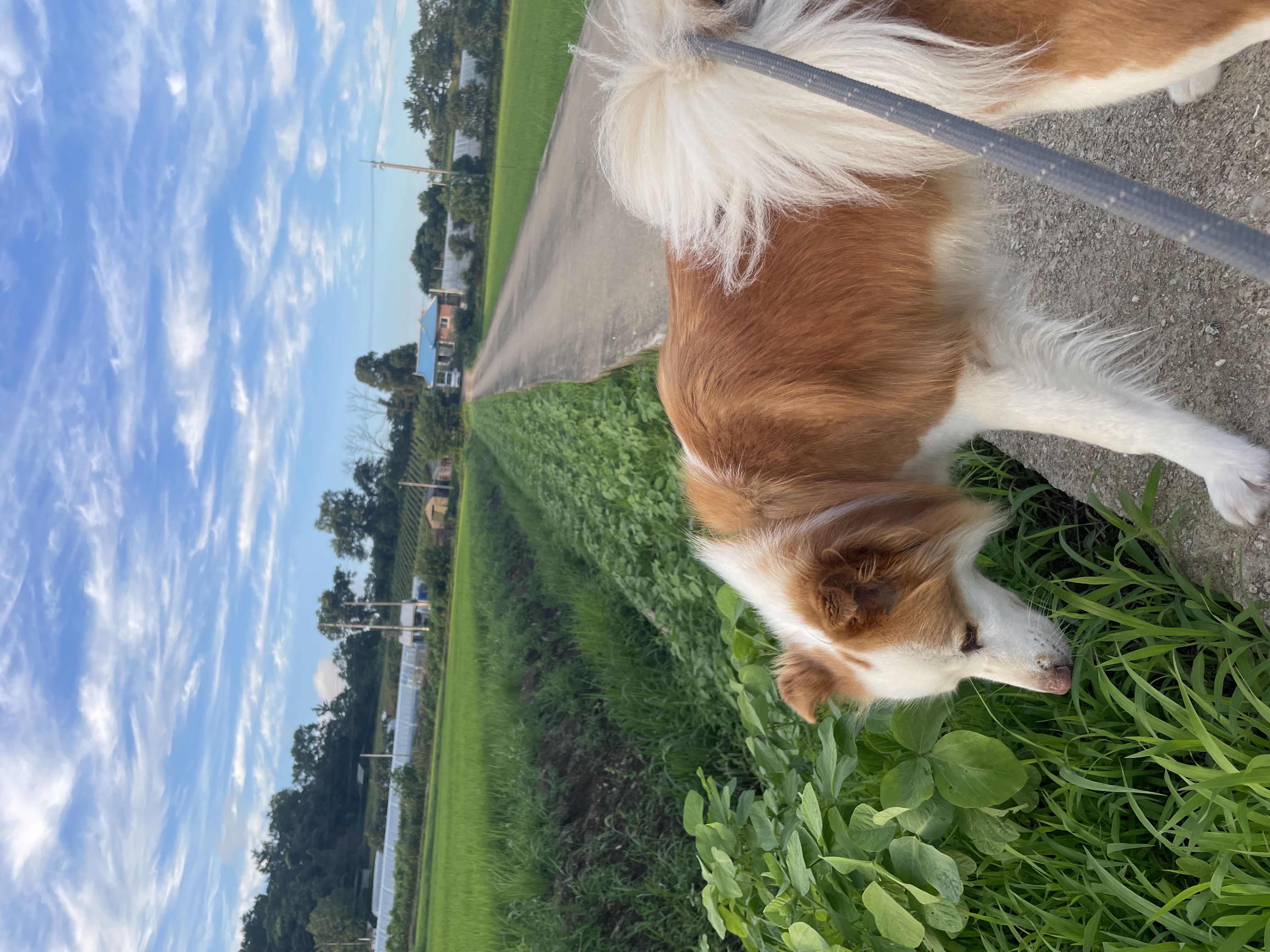 룽지가 가족이 된지 일년이 되었습니다