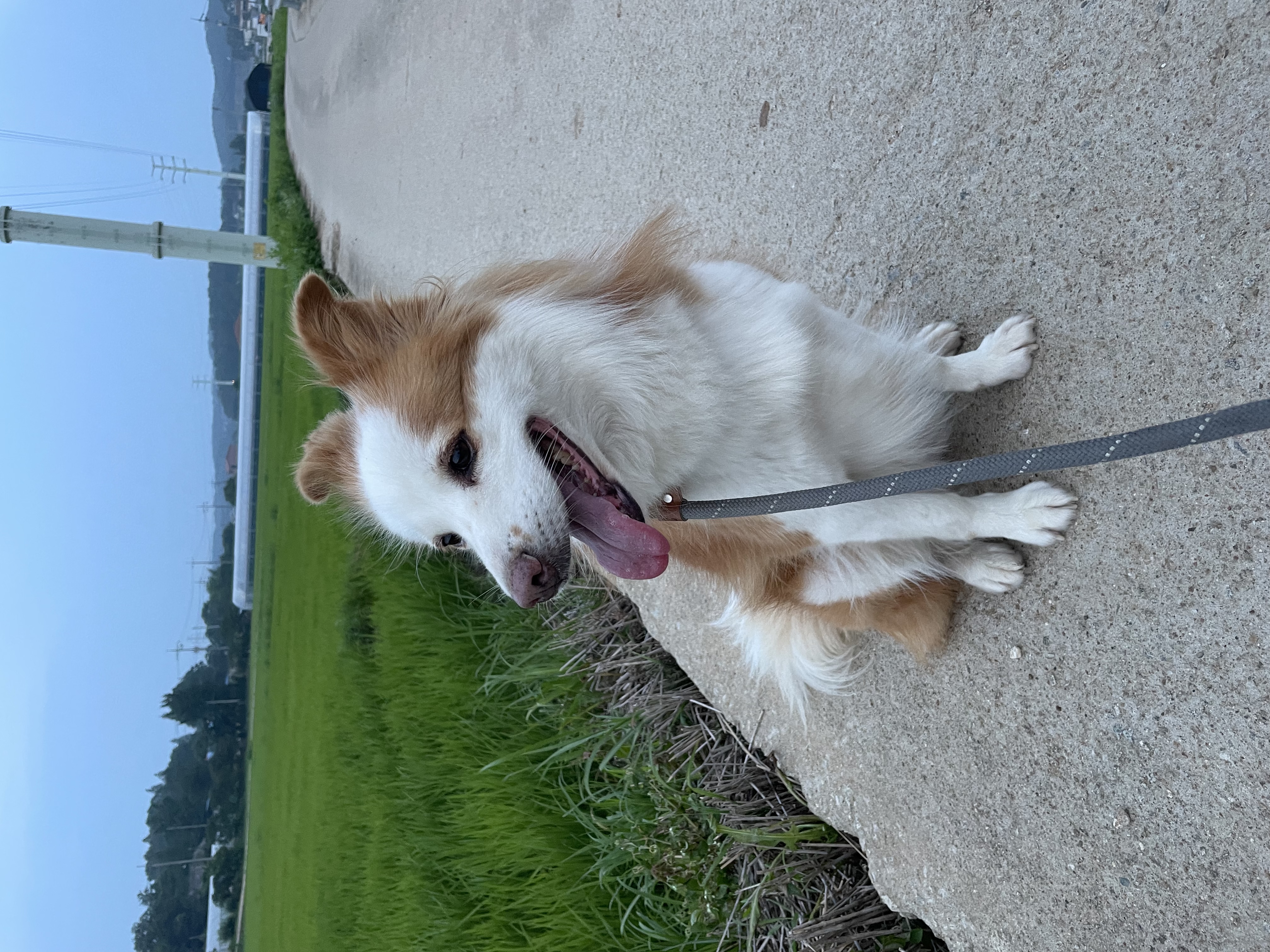 룽지가 가족이 된지 일년이 되었습니다