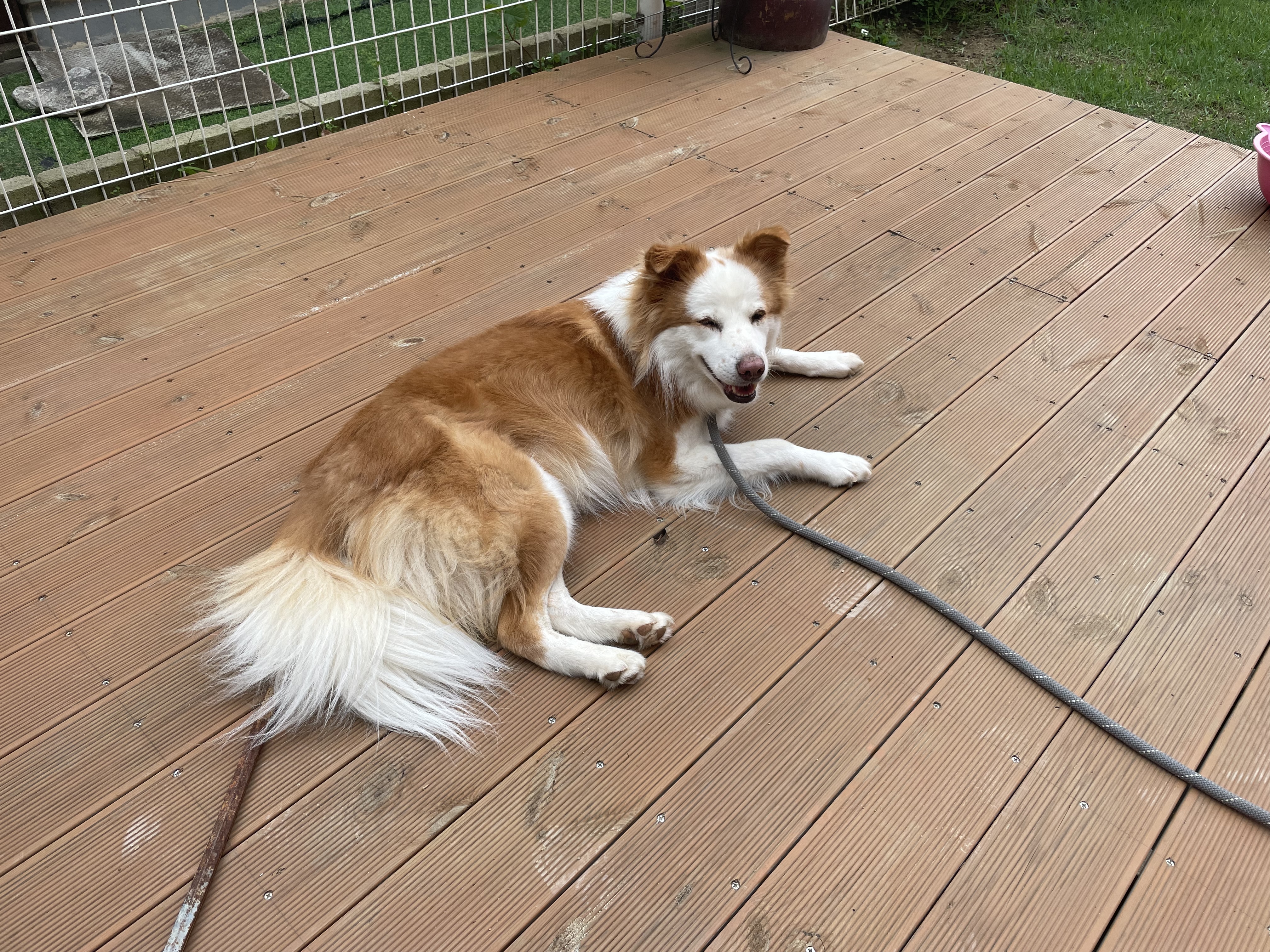 룽지가 가족이 된지 일년이 되었습니다