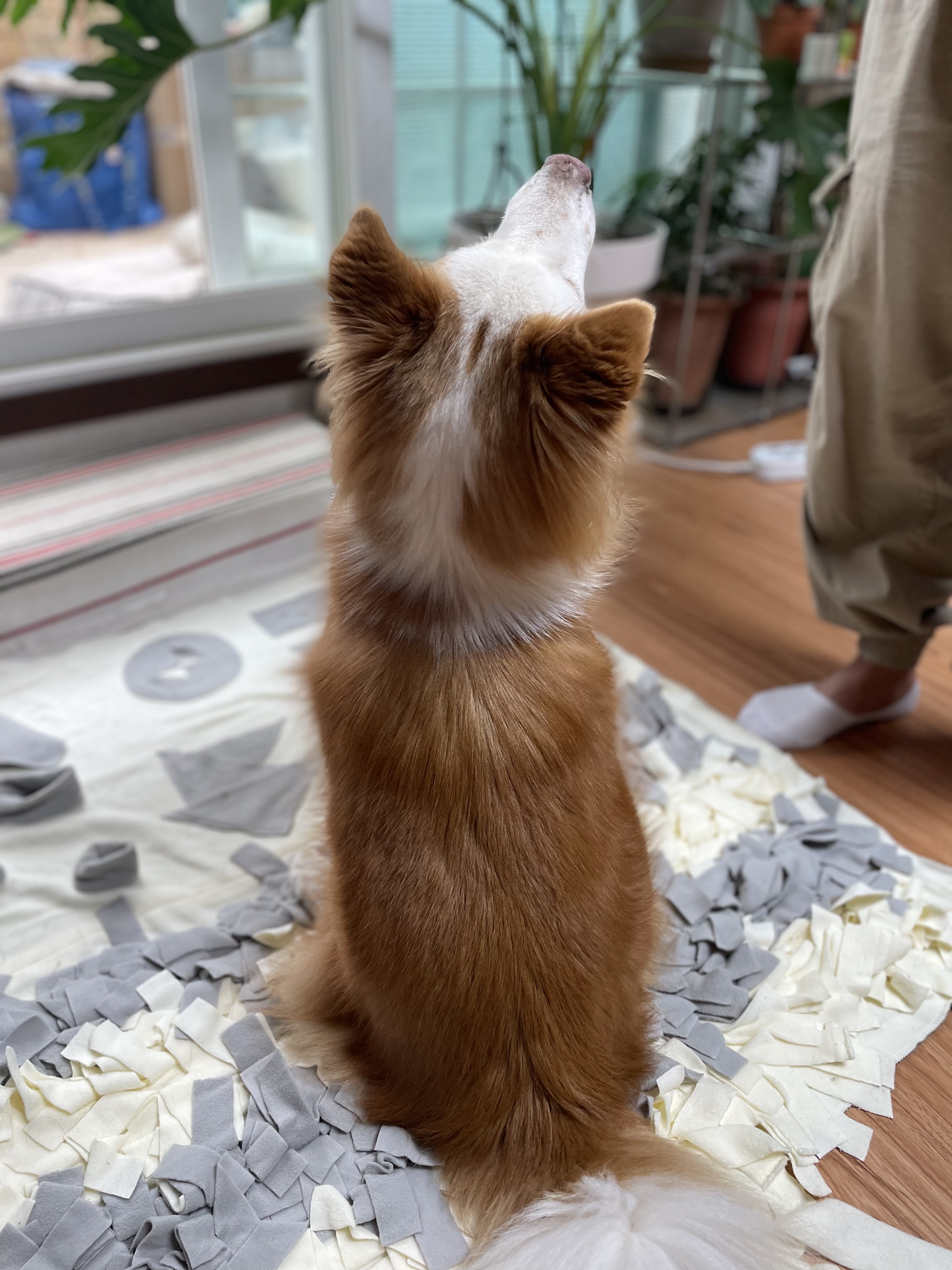 룽지가 가족이 된지 일년이 되었습니다