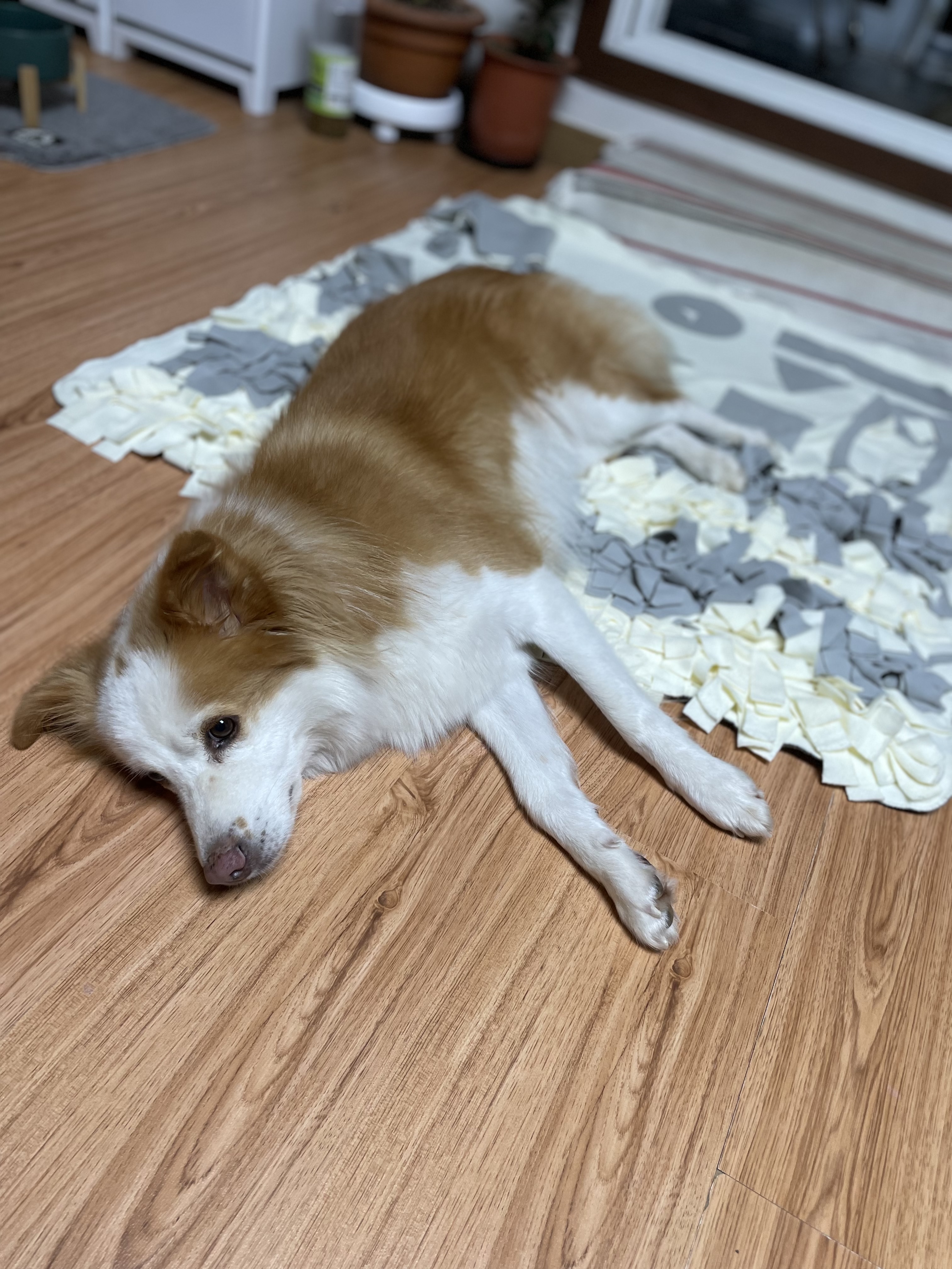 룽지가 가족이 된지 일년이 되었습니다