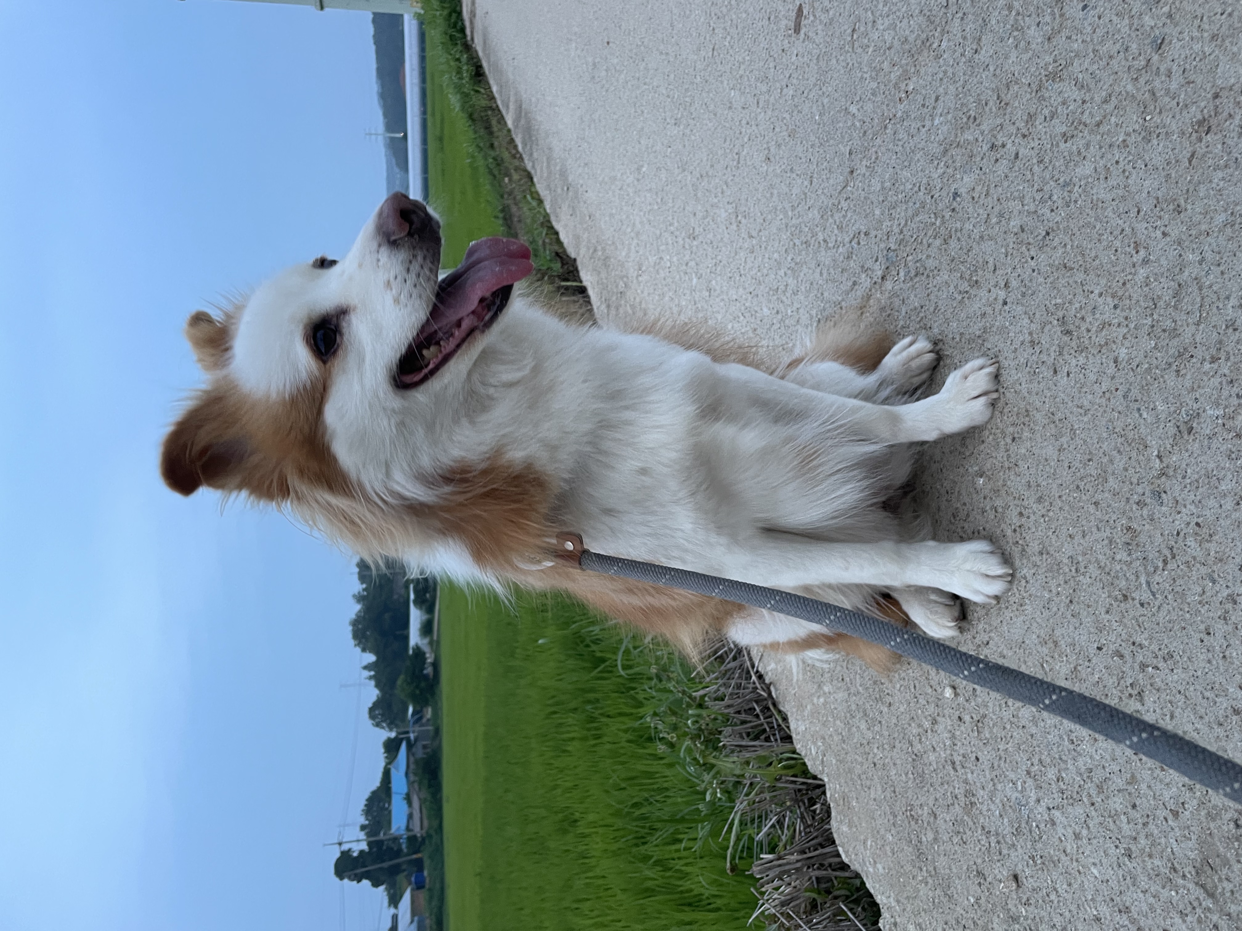 룽지가 가족이 된지 일년이 되었습니다