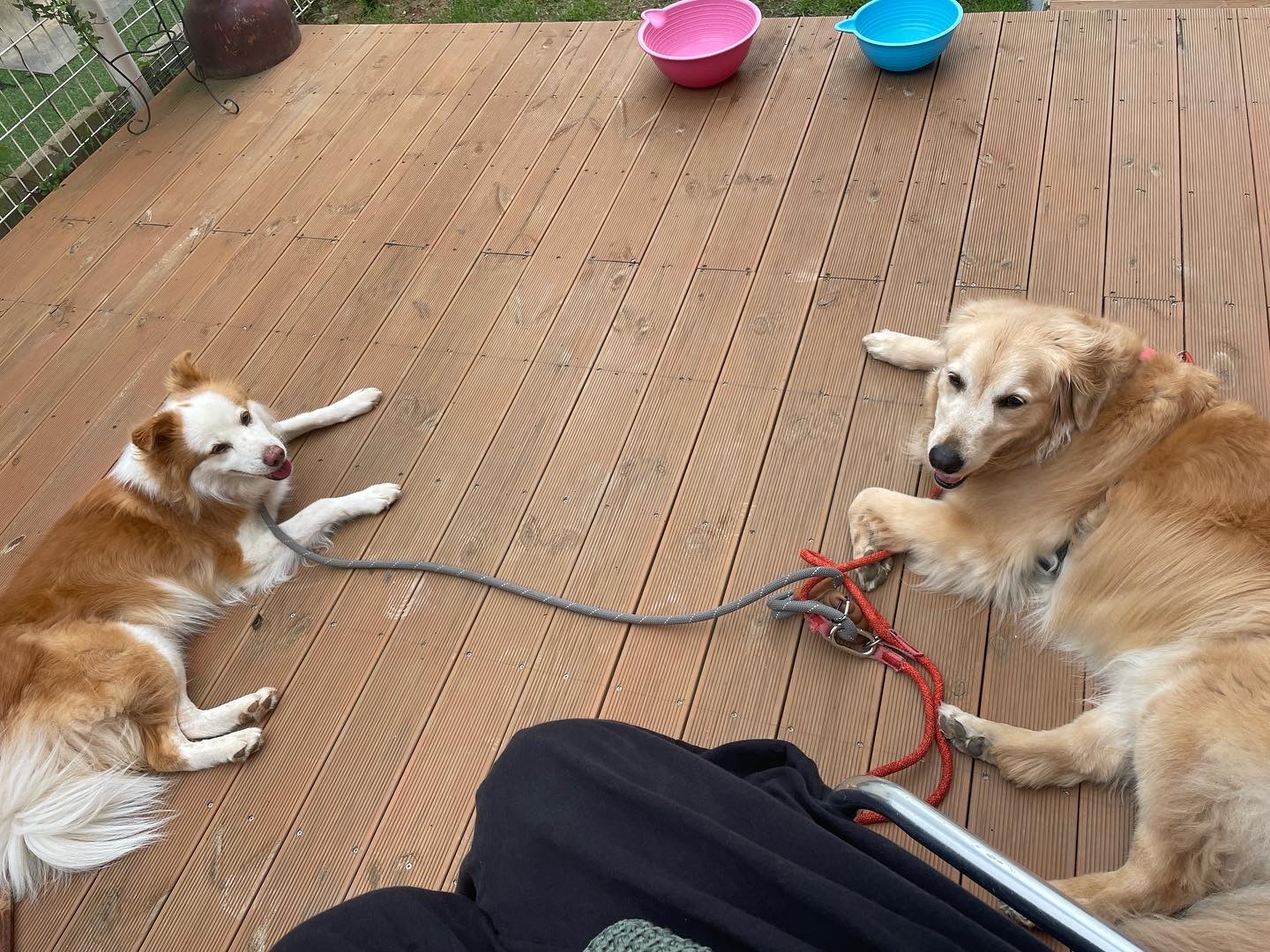 룽지가 가족이 된지 일년이 되었습니다