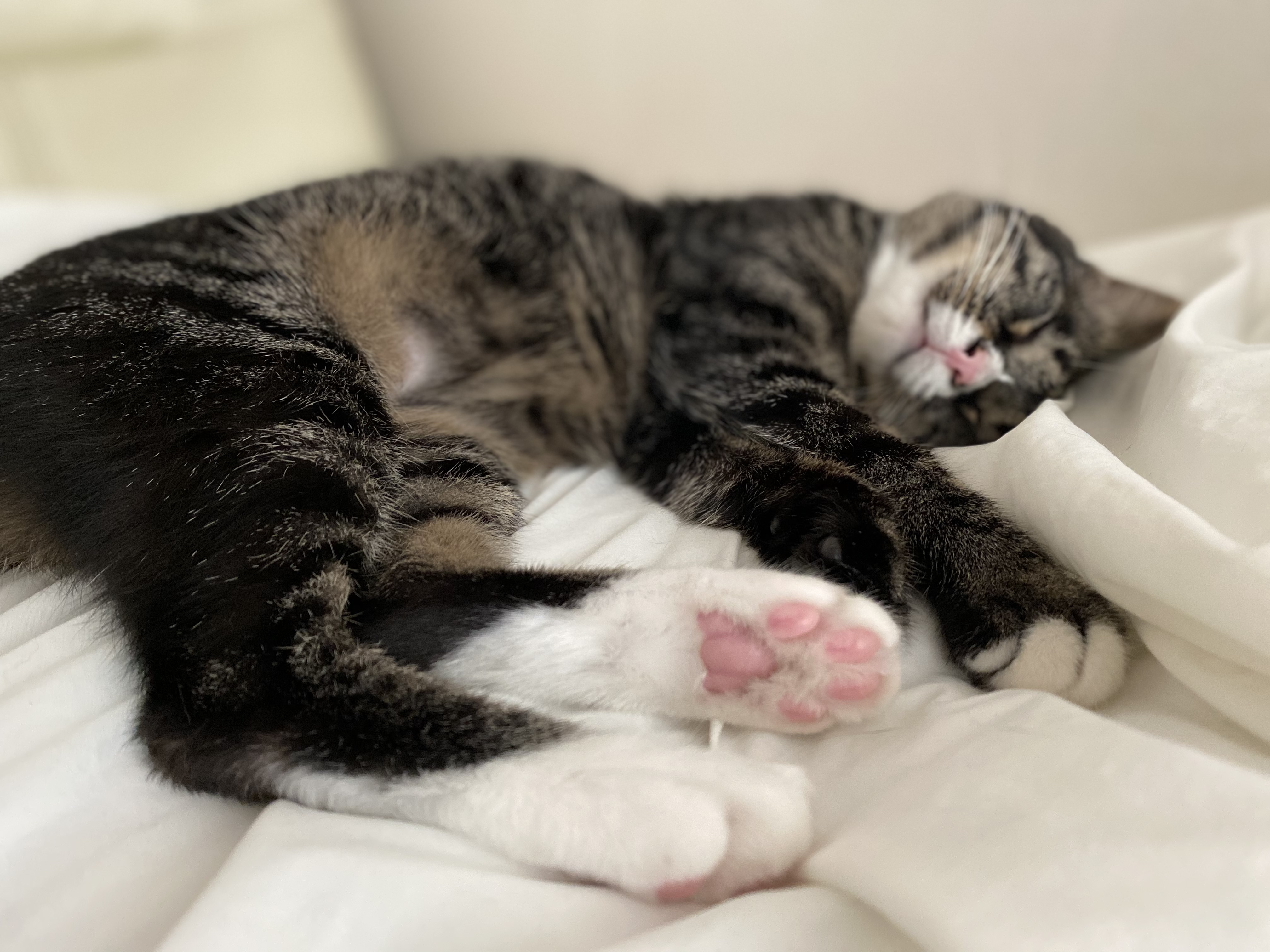 해인이가 온지 3년이 넘었어요💛