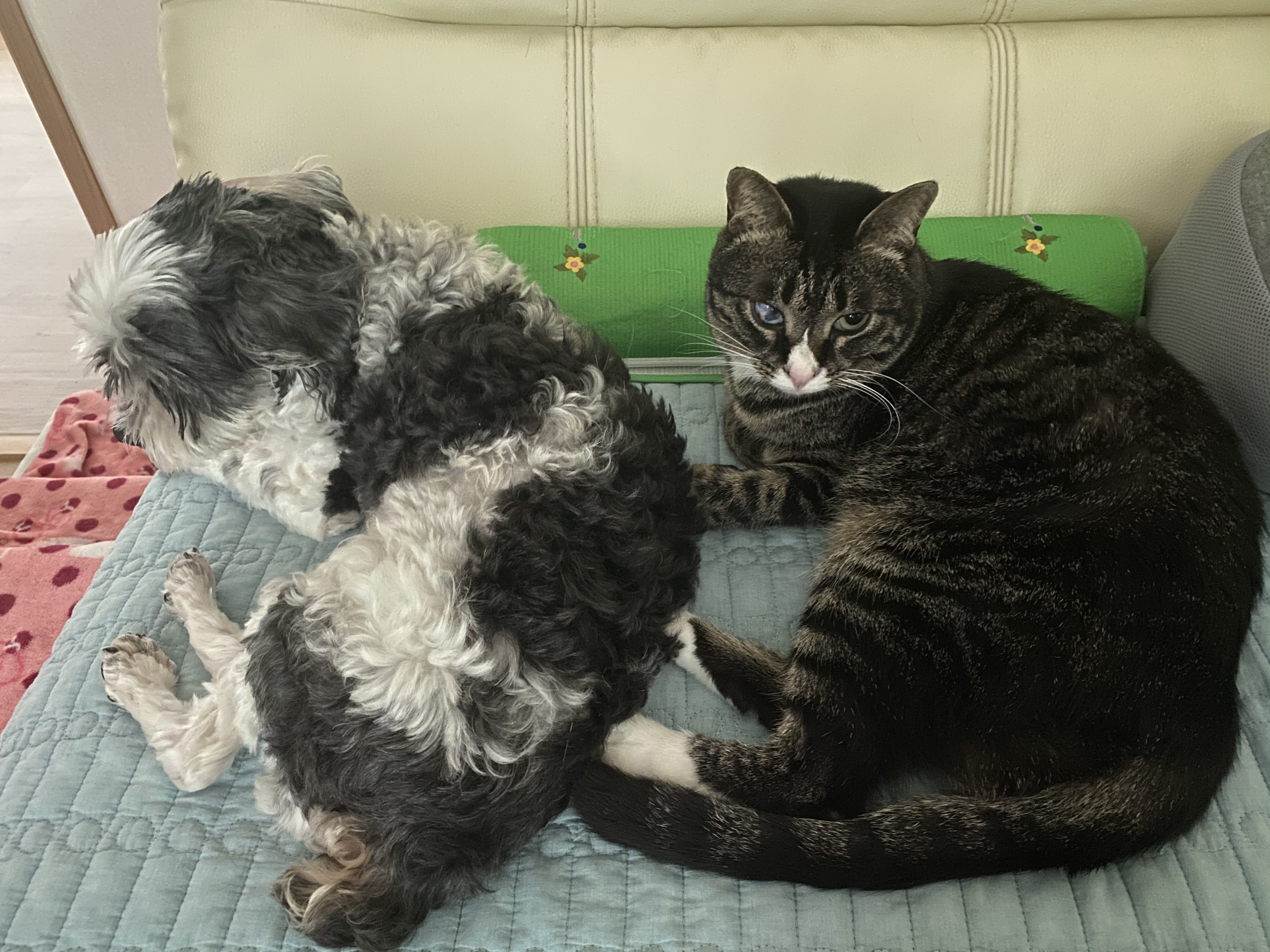 해인이가 온지 3년이 넘었어요💛