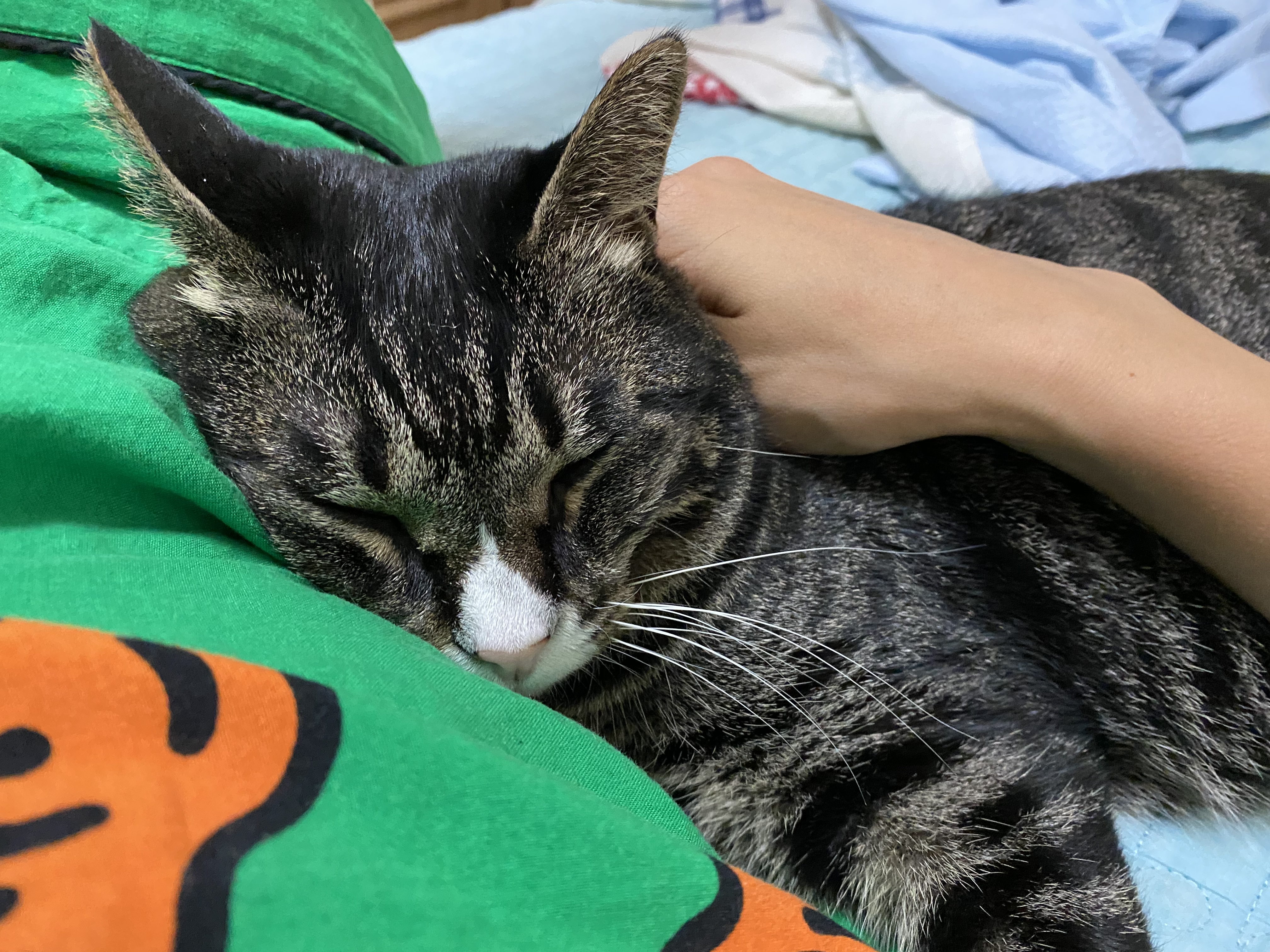 해인이가 온지 3년이 넘었어요💛