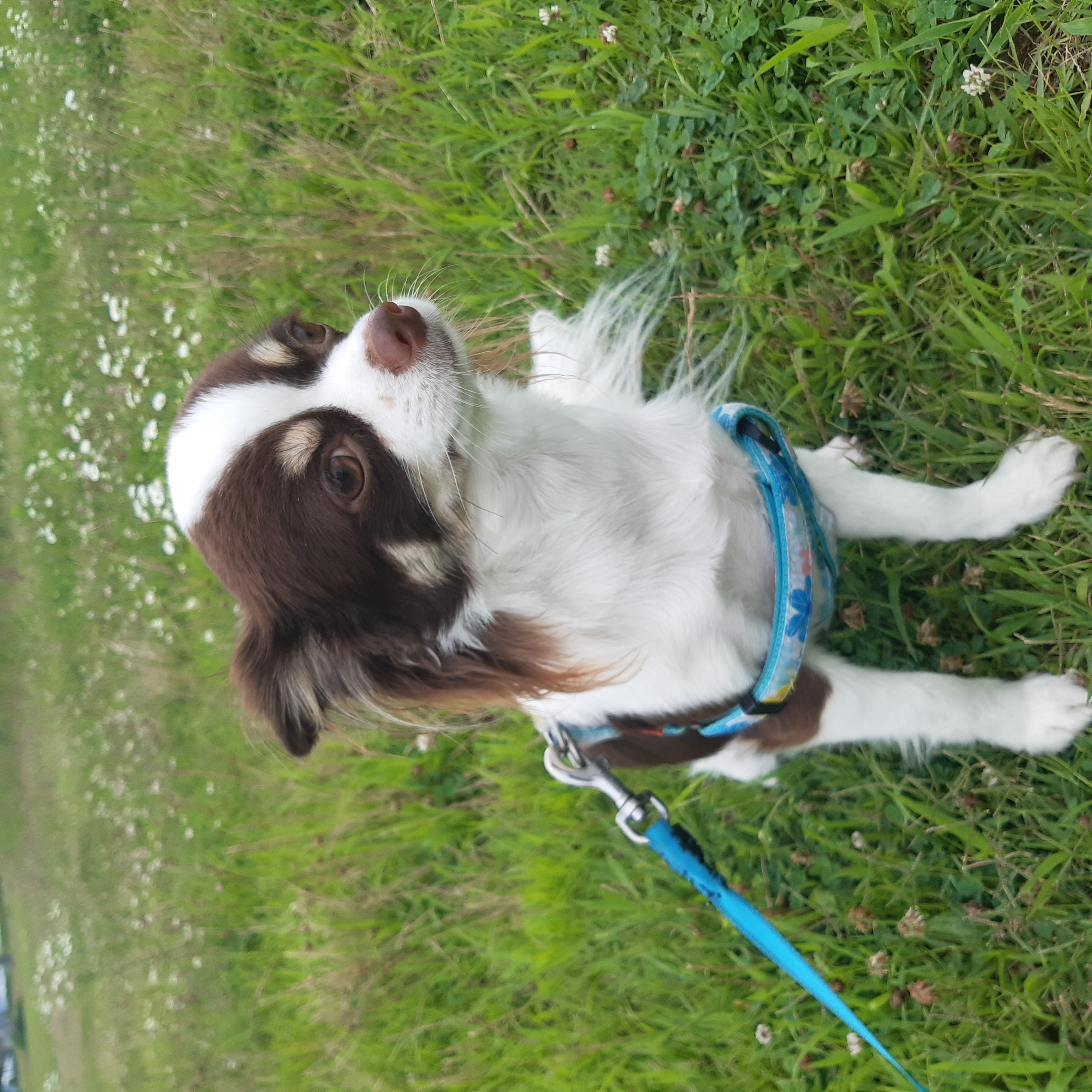 뽀롱이 소식  한번 더 올립니다.