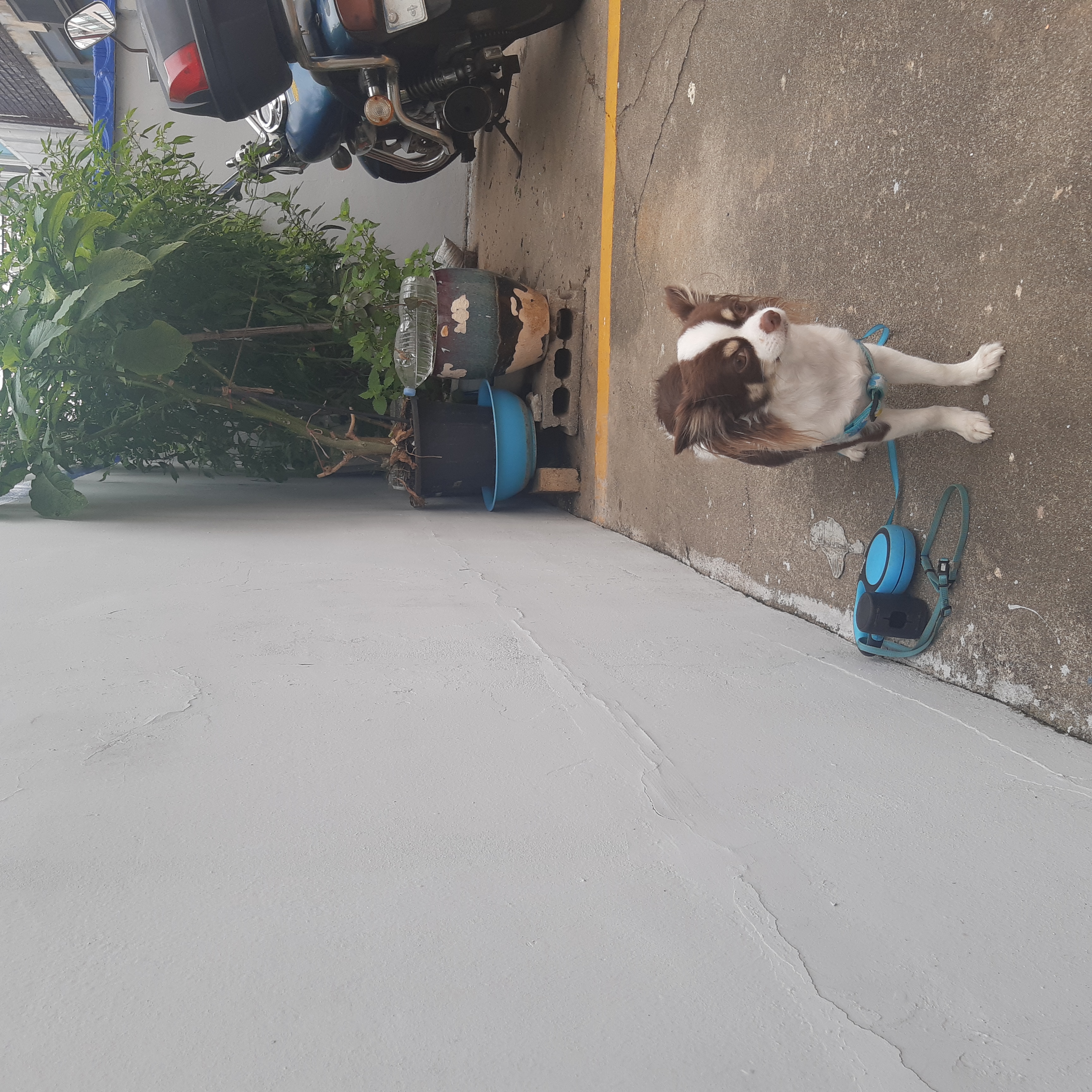 뽀롱이 소식  한번 더 올립니다.