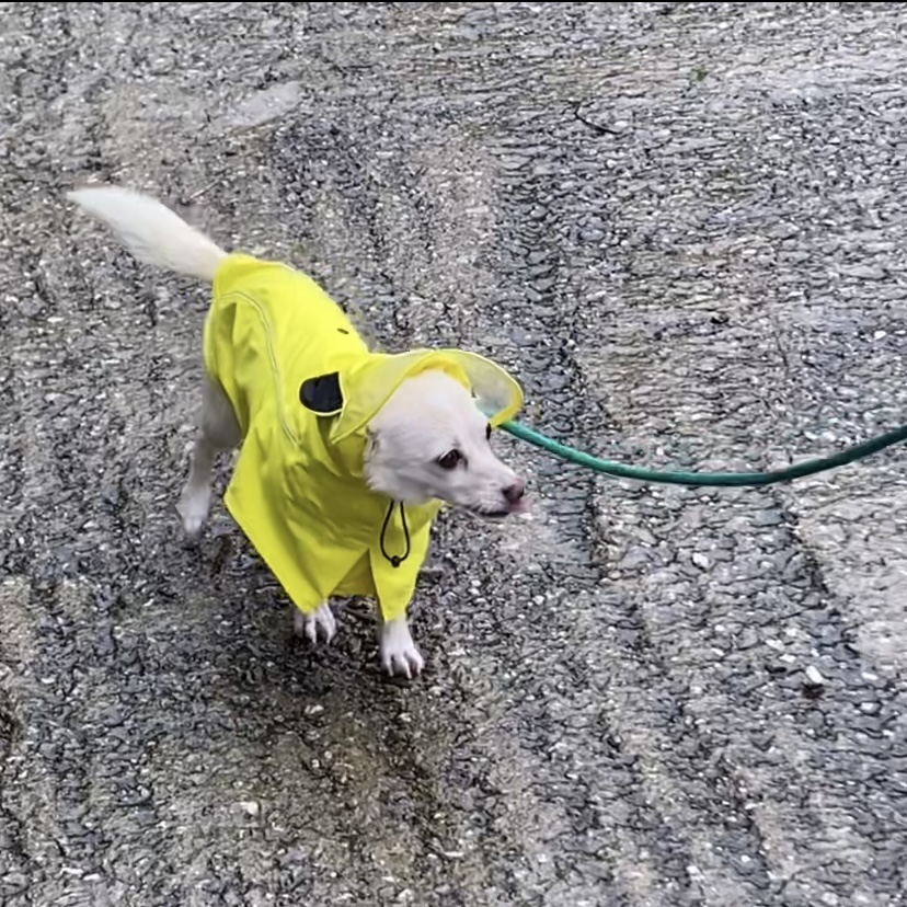 마야 소식입니다 :) 