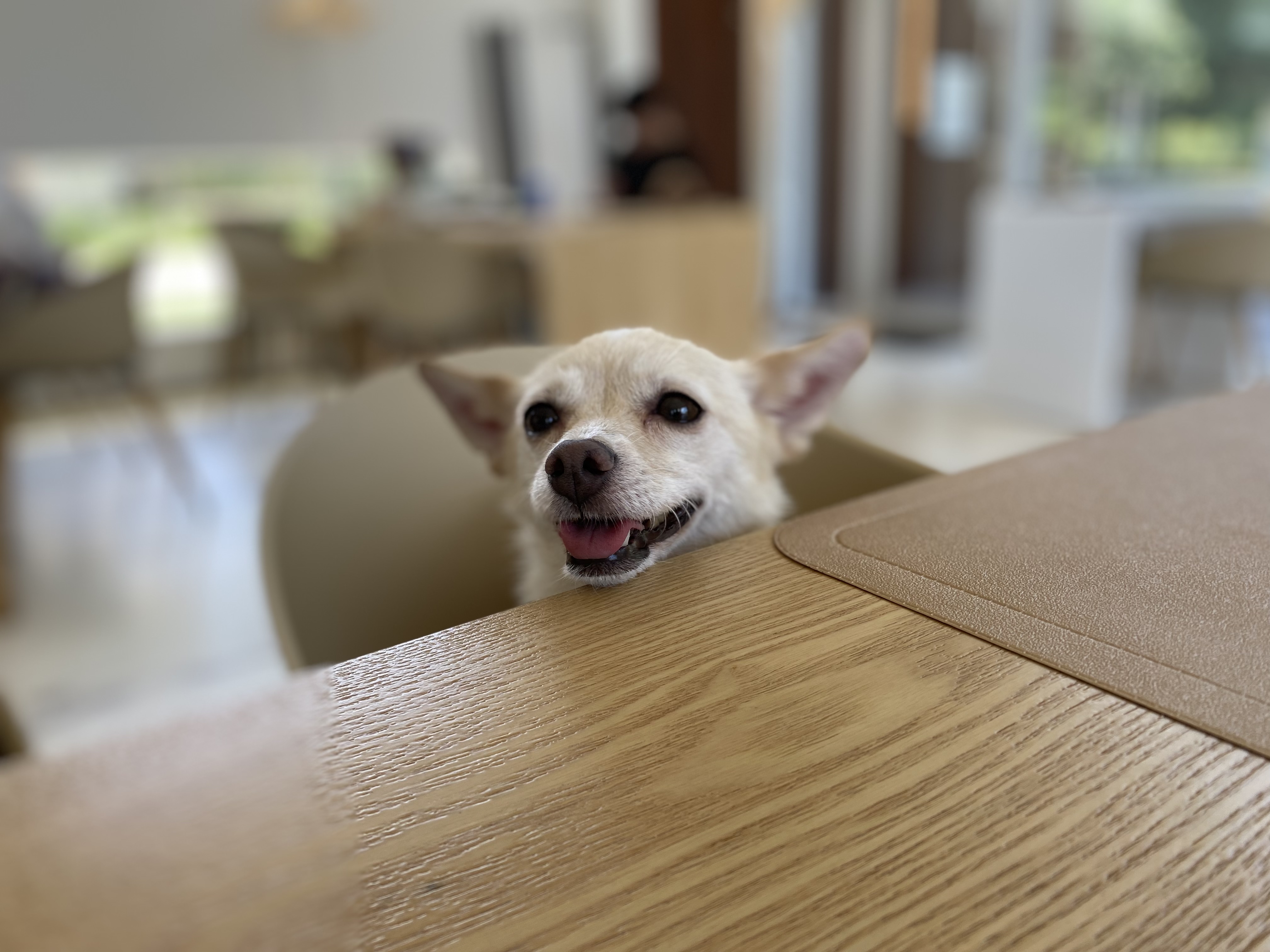 마야 소식입니다 :) 