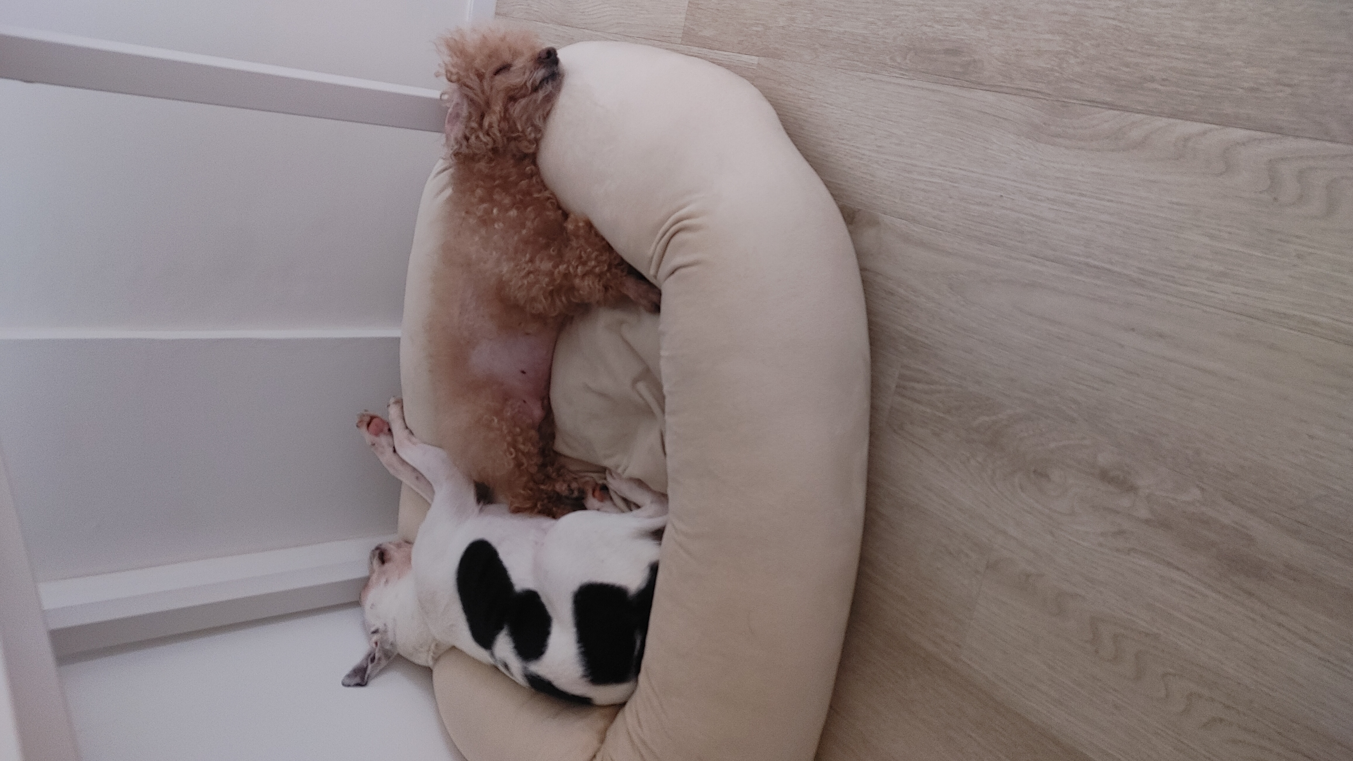 아인이(애디) 1개월차 입양 후기