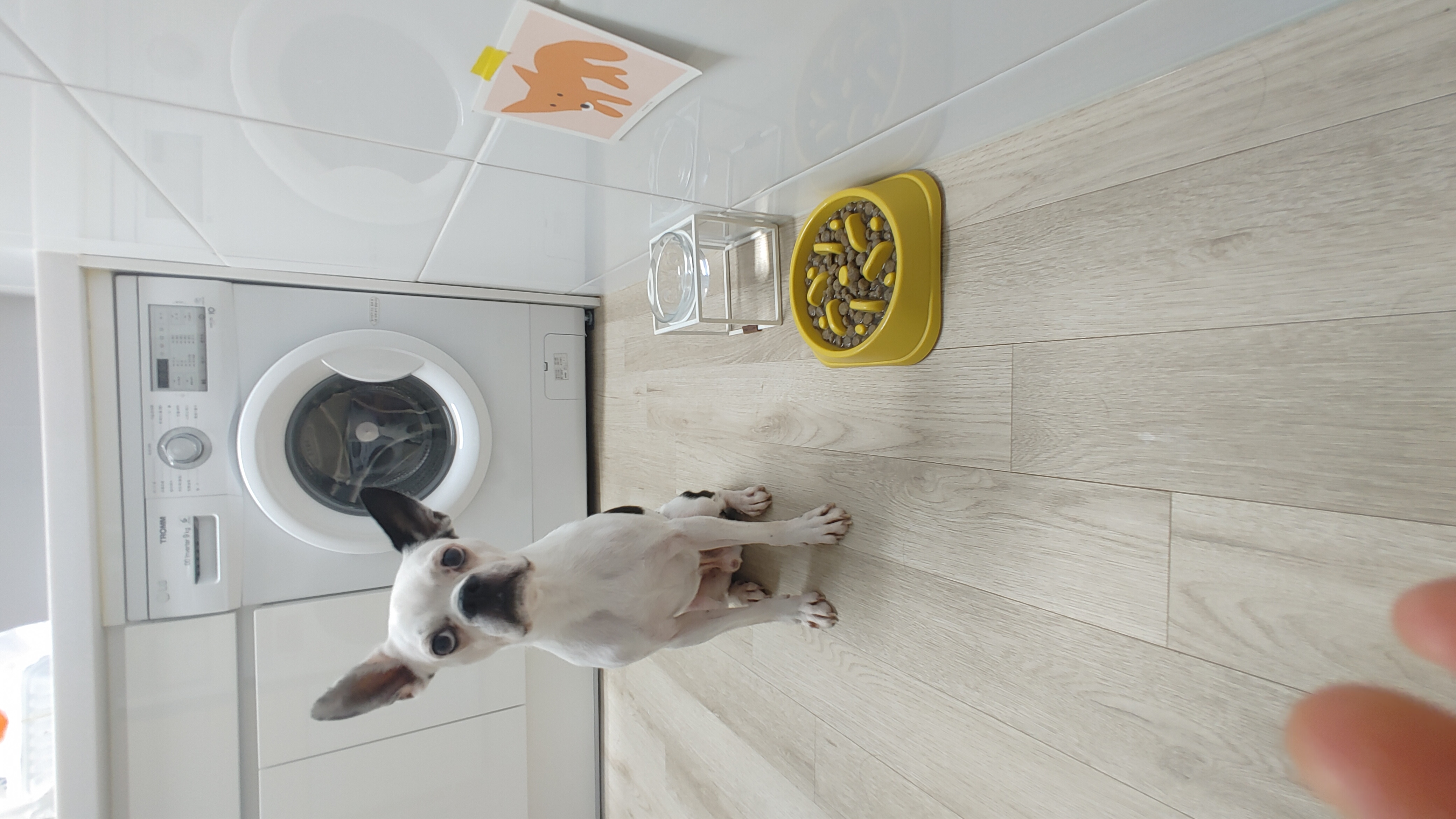 아인이(애디) 1개월차 입양 후기