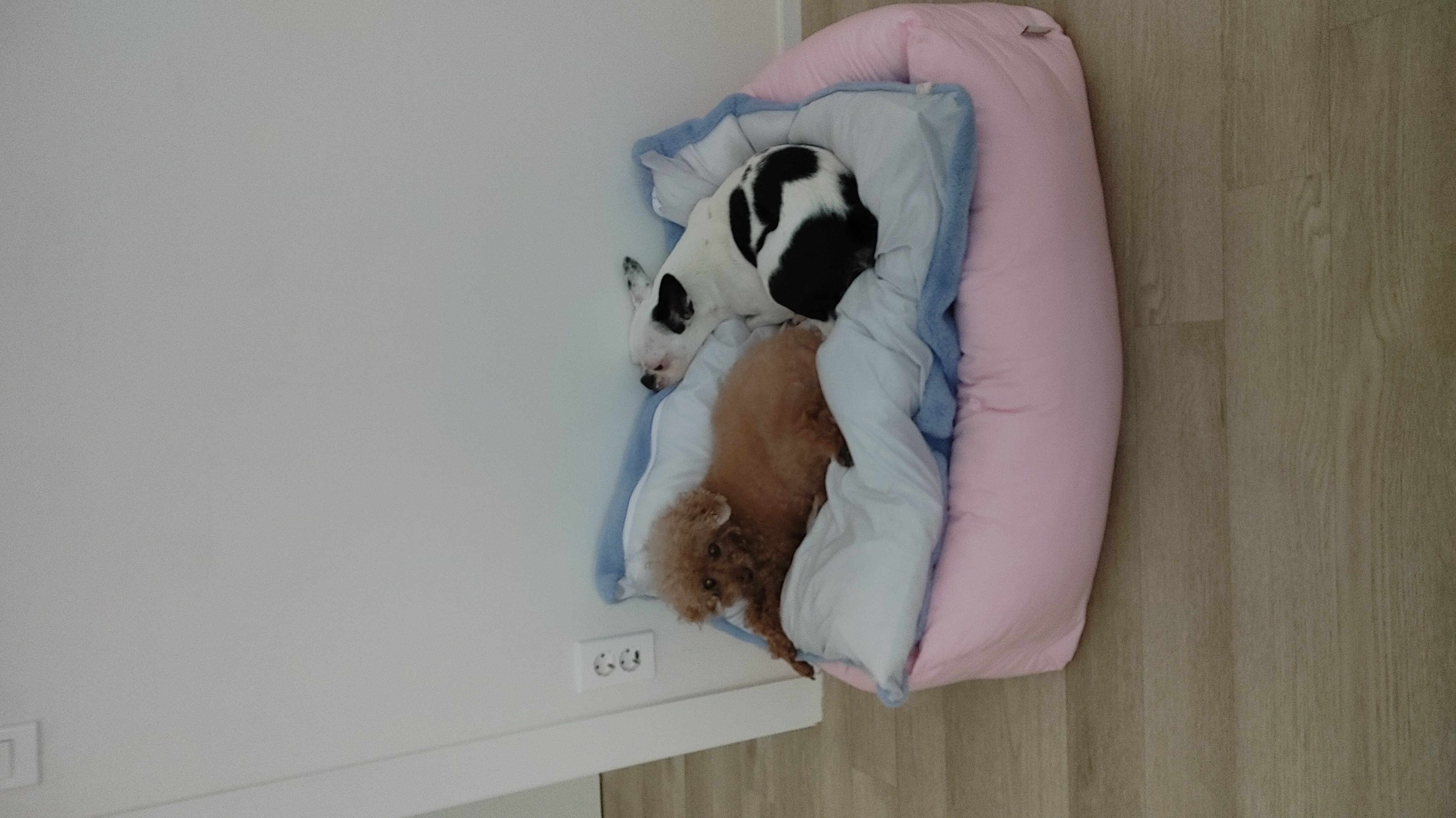 아인이(애디) 1개월차 입양 후기