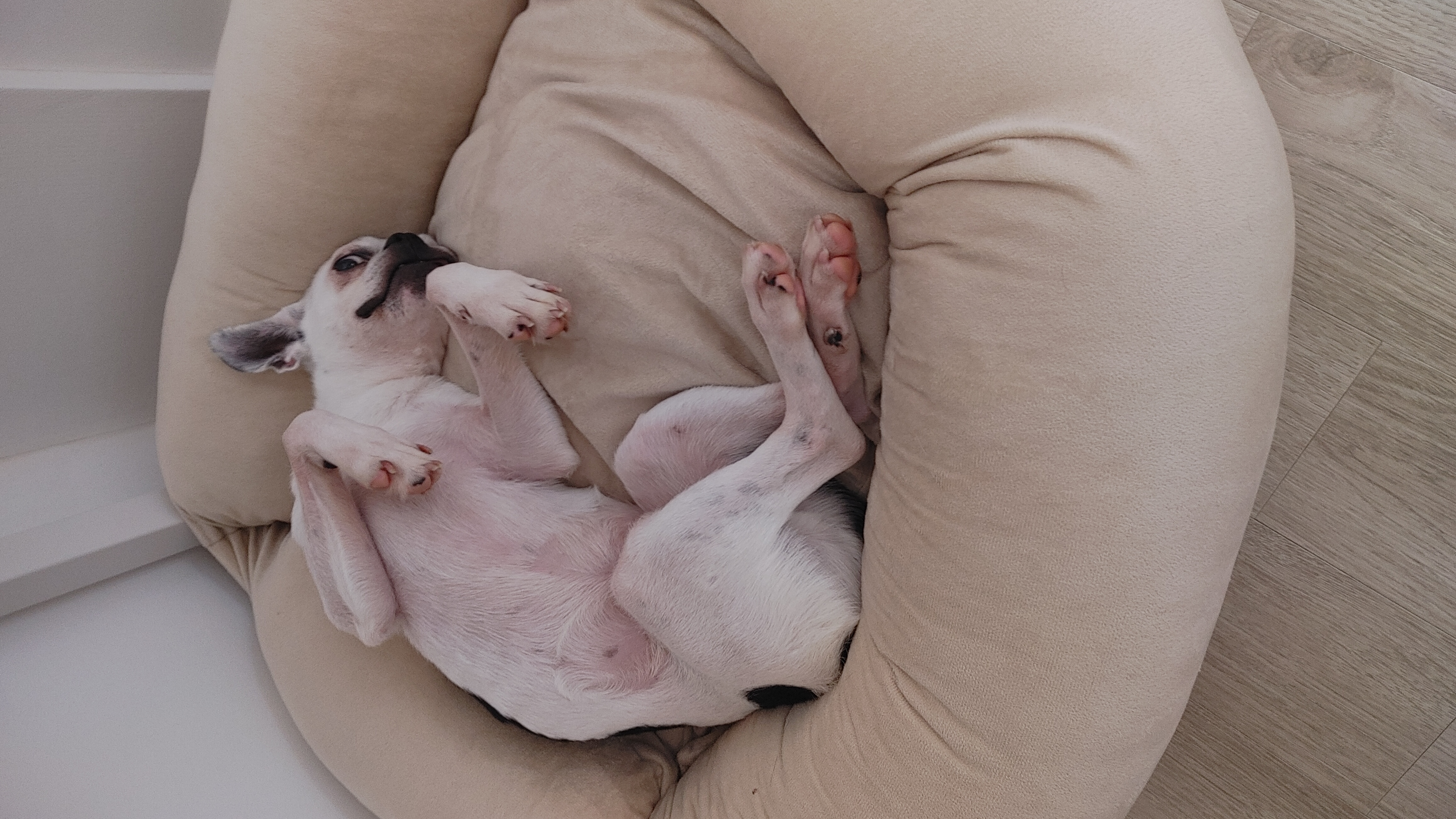 아인이(애디) 1개월차 입양 후기