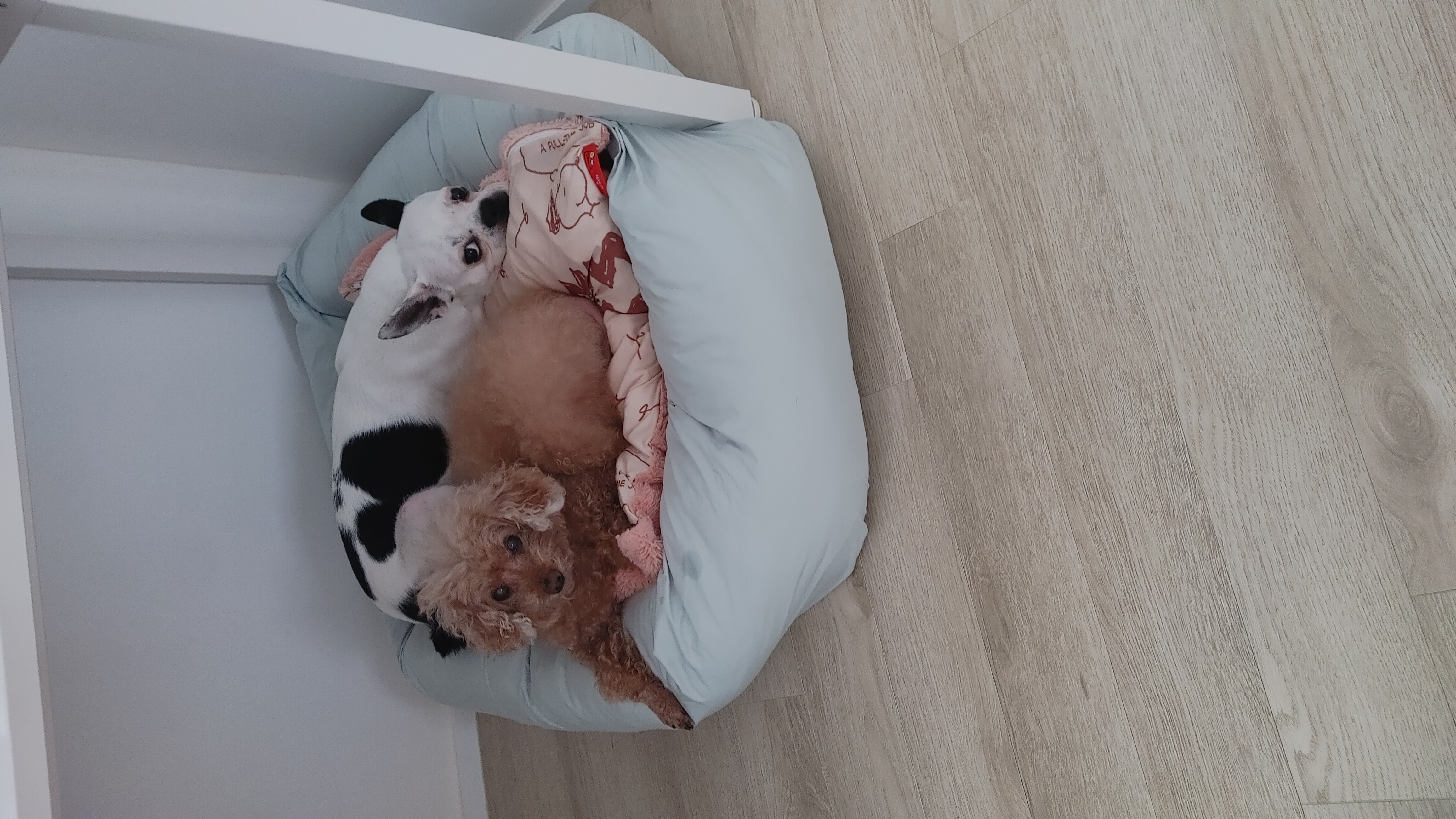 아인이(애디) 1개월차 입양 후기