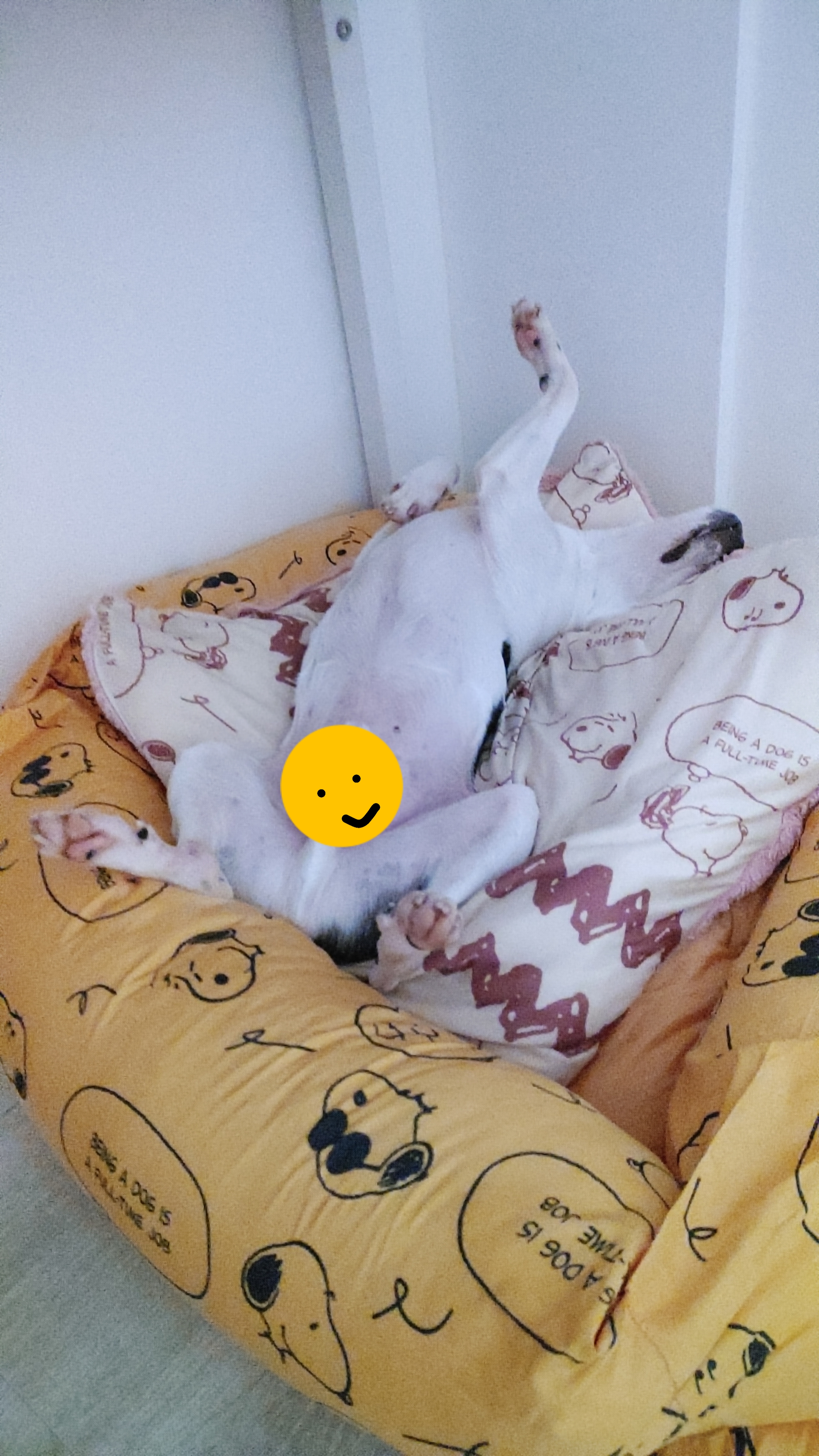 아인이(애디) 1개월차 입양 후기