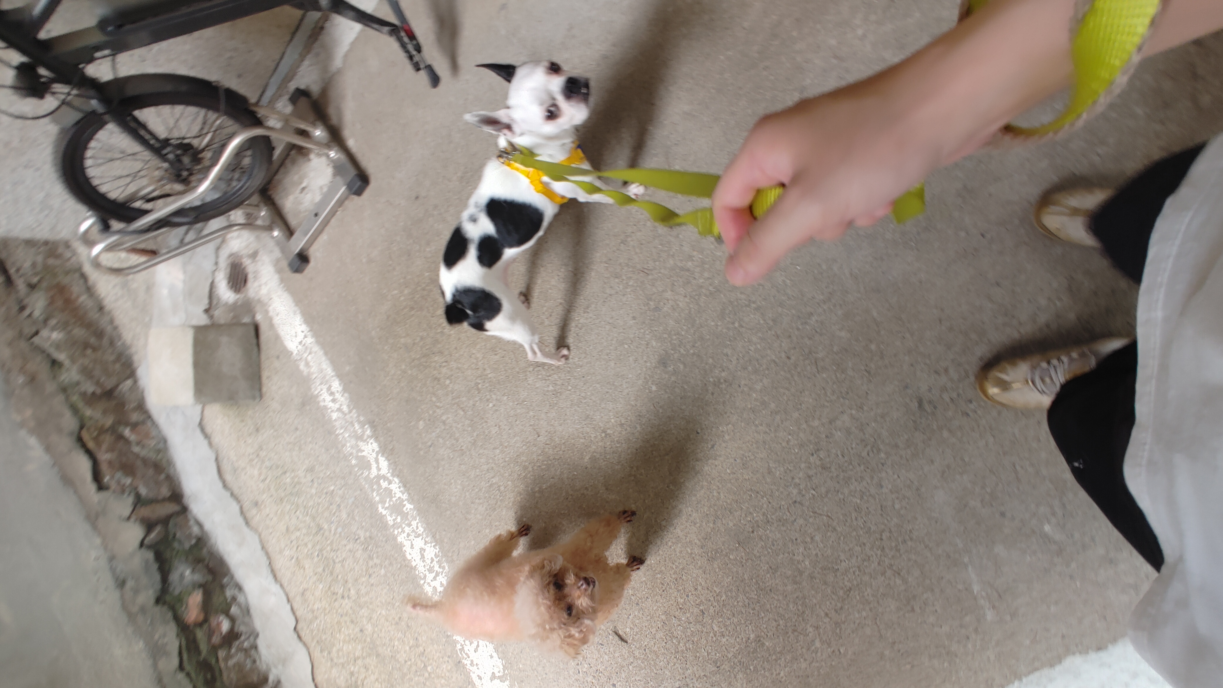 아인이(애디) 1개월차 입양 후기