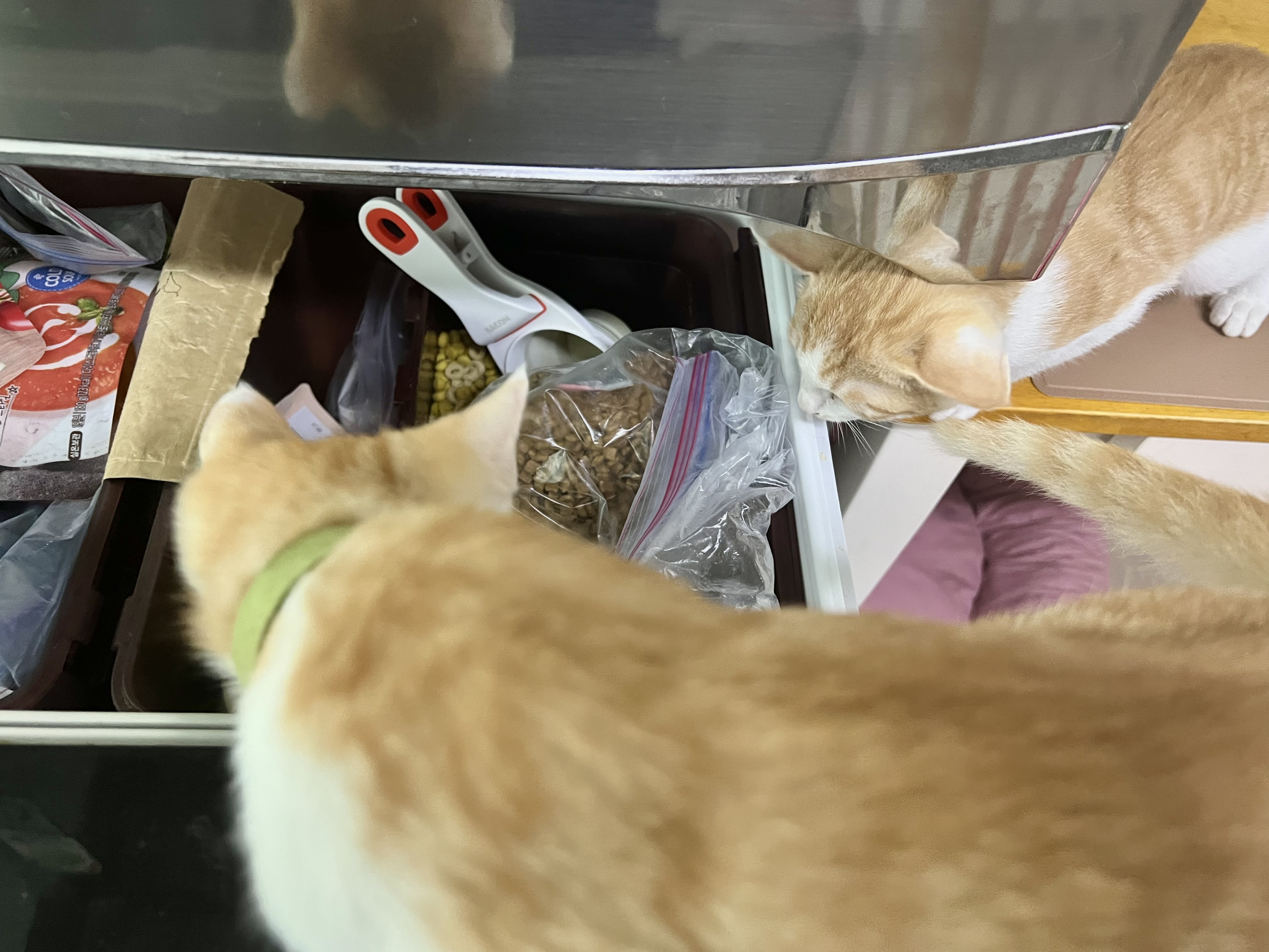 3주차 바니&차니