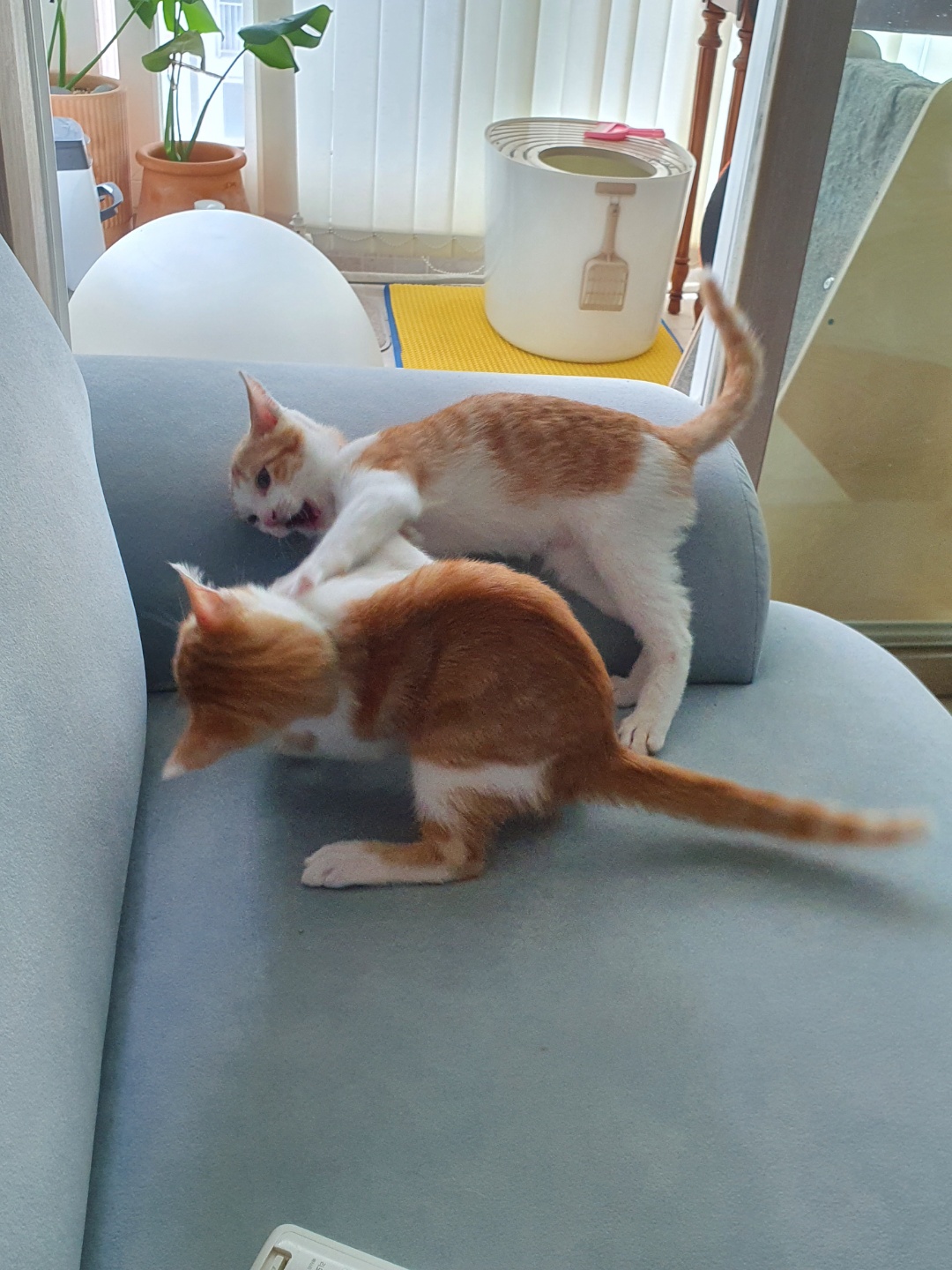 3주차 바니&차니