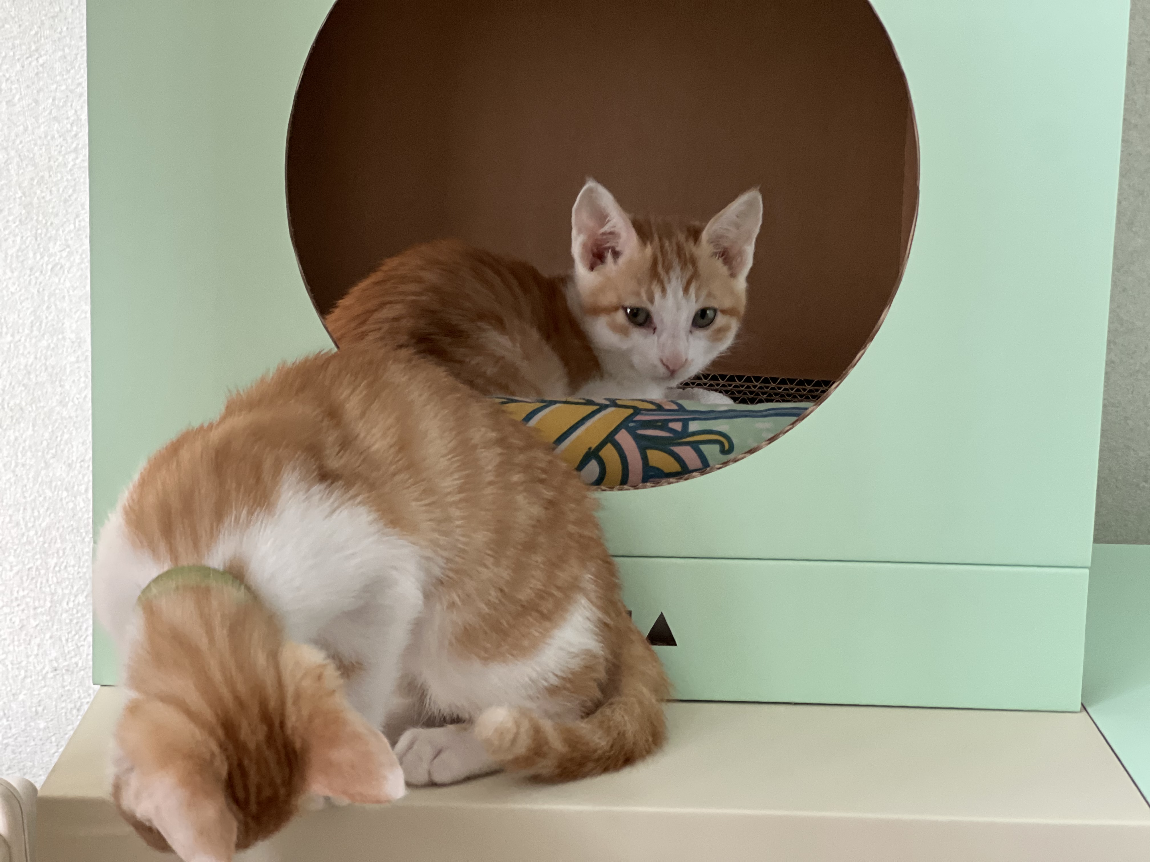 3주차 바니&차니