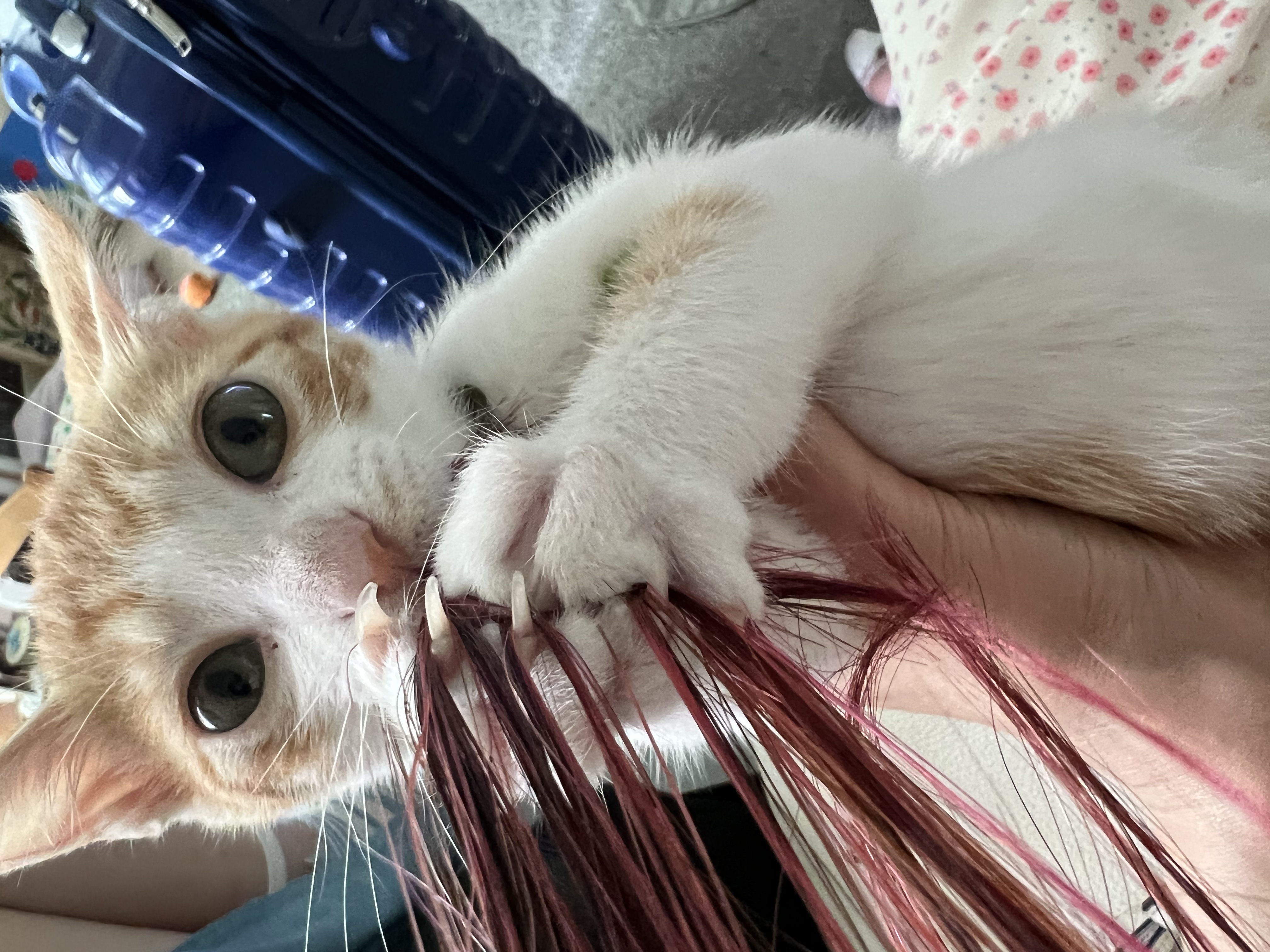 3주차 바니&차니