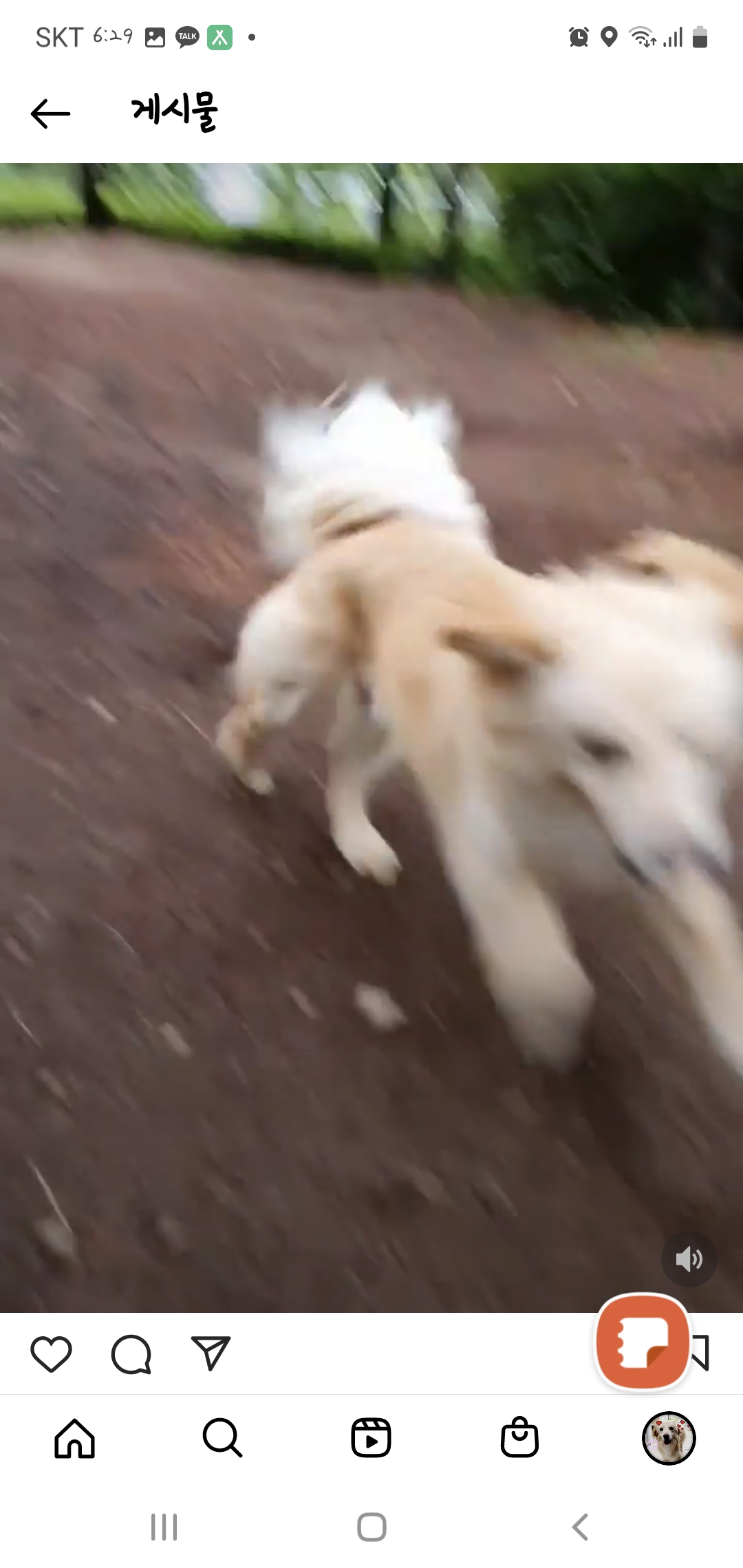 자몽이(구 육콩이)와 한달