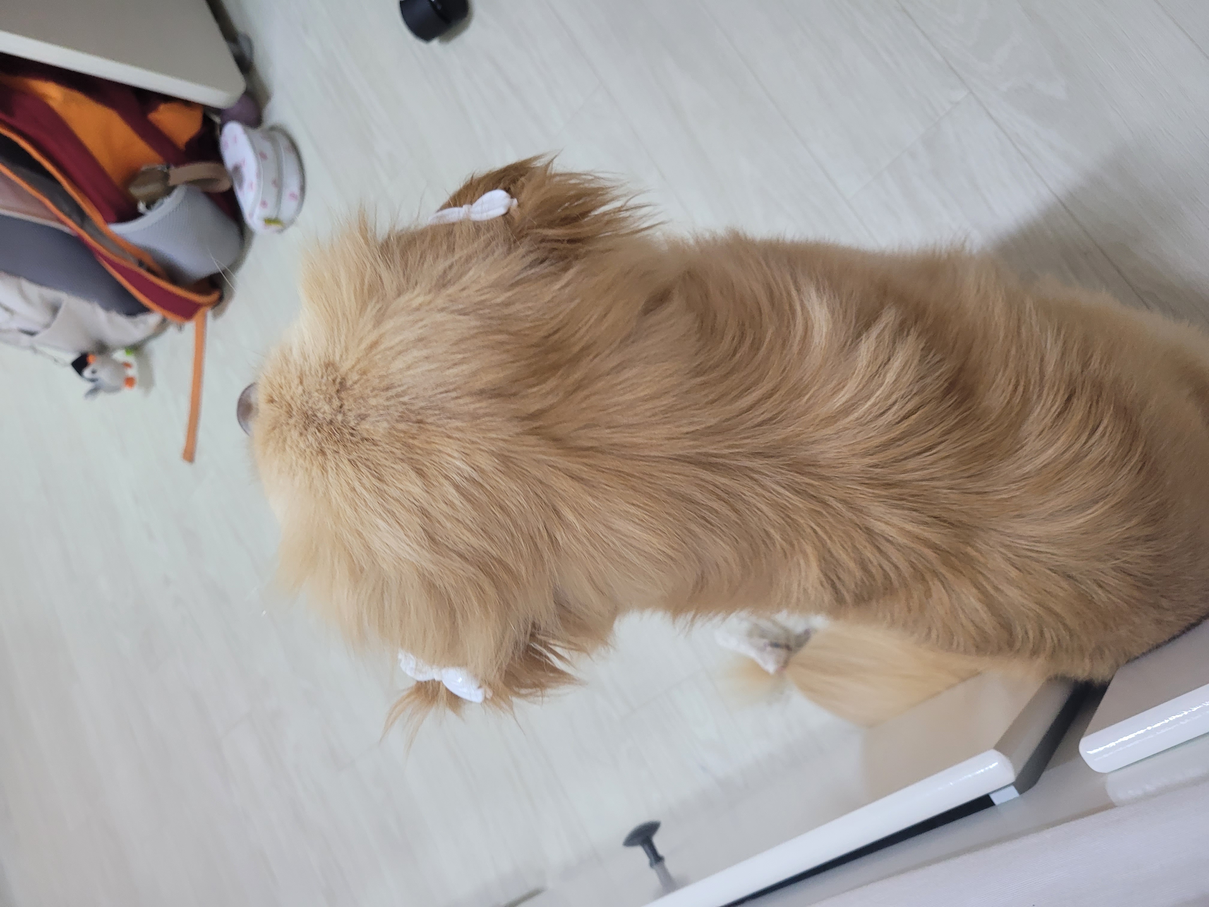 자몽이(구 육콩이)와 한달