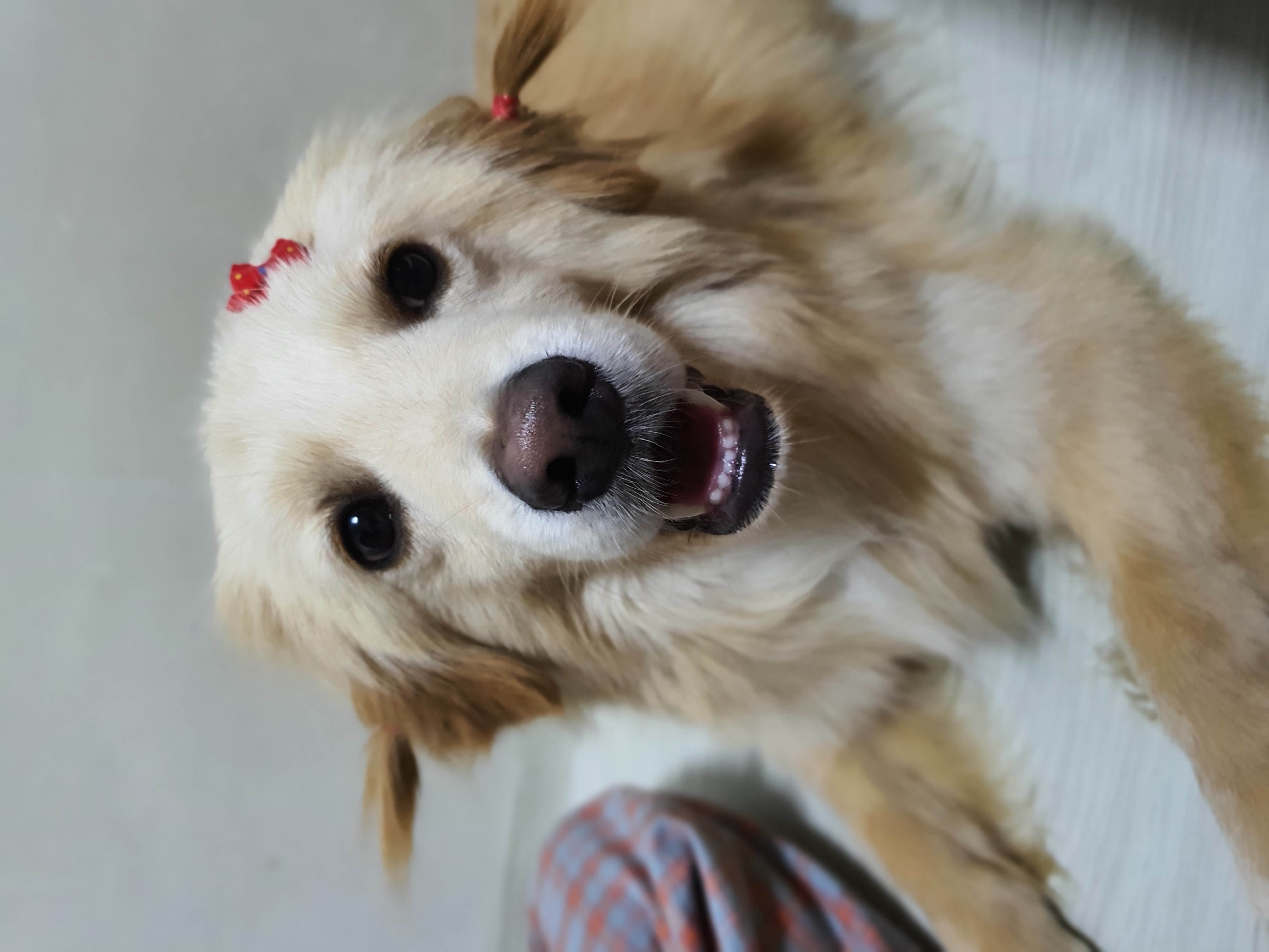 자몽이(구 육콩이)와 한달